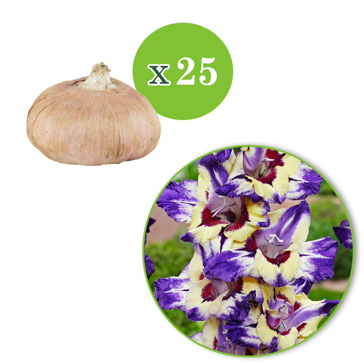 Gladiolus circus club - Gladiool 'Circus Club' (x25) - Gladiolen