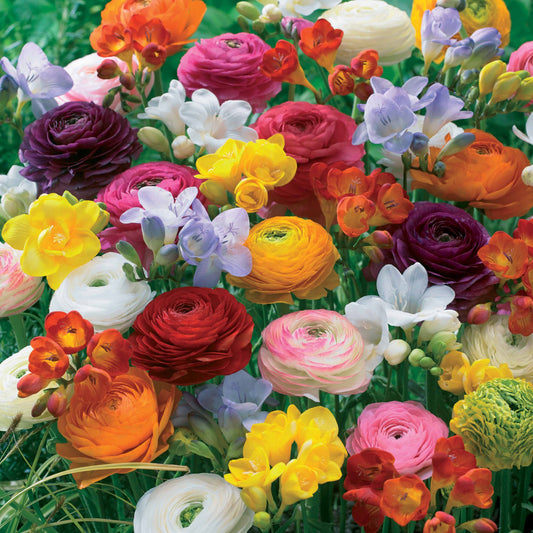 Bloembollen Mix Freesia en Ranonkel (x20) - Freesia, ranunculus - Bloembollen