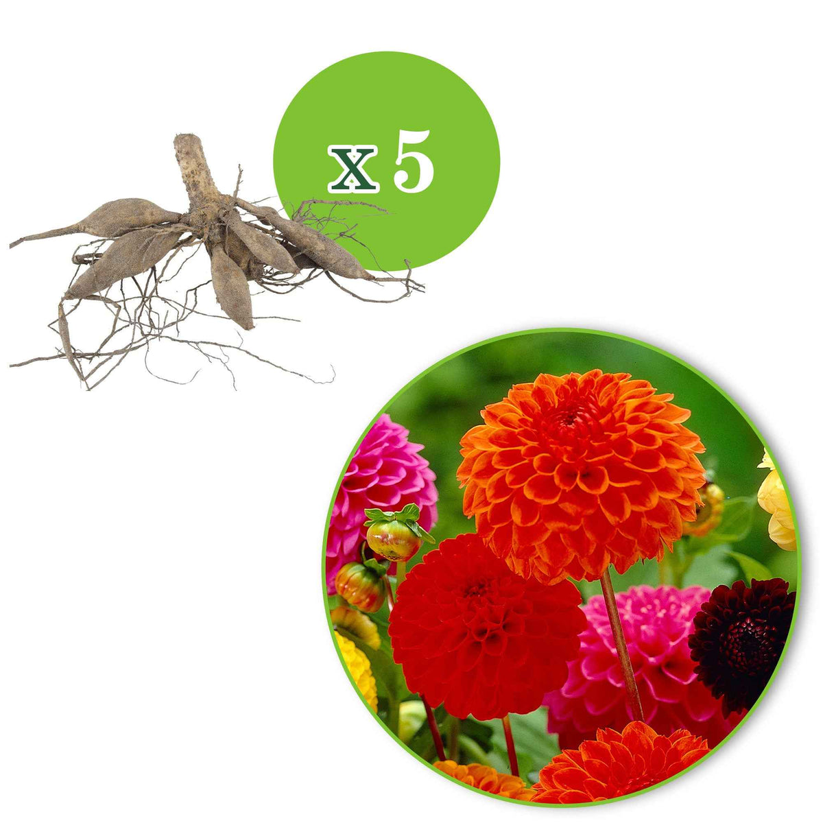 Dahlia - Mix 'Ball' - Bio (x5) - Dahlia 'ball' - Bakker