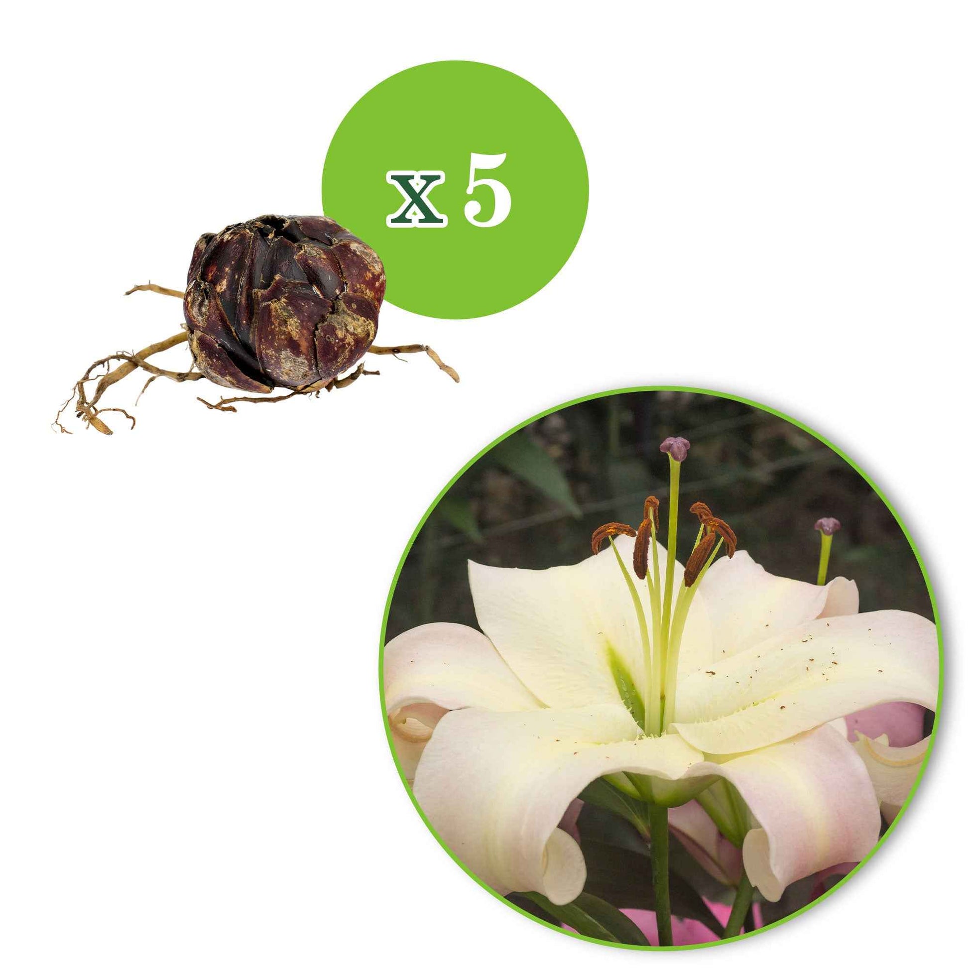 Lelie 'Pretty Woman' (x5) - Lilium 'pretty woman' - Bakker