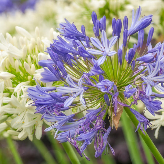 Afrikaanse lelie (x3) - Agapanthus umbellatus - Bakker