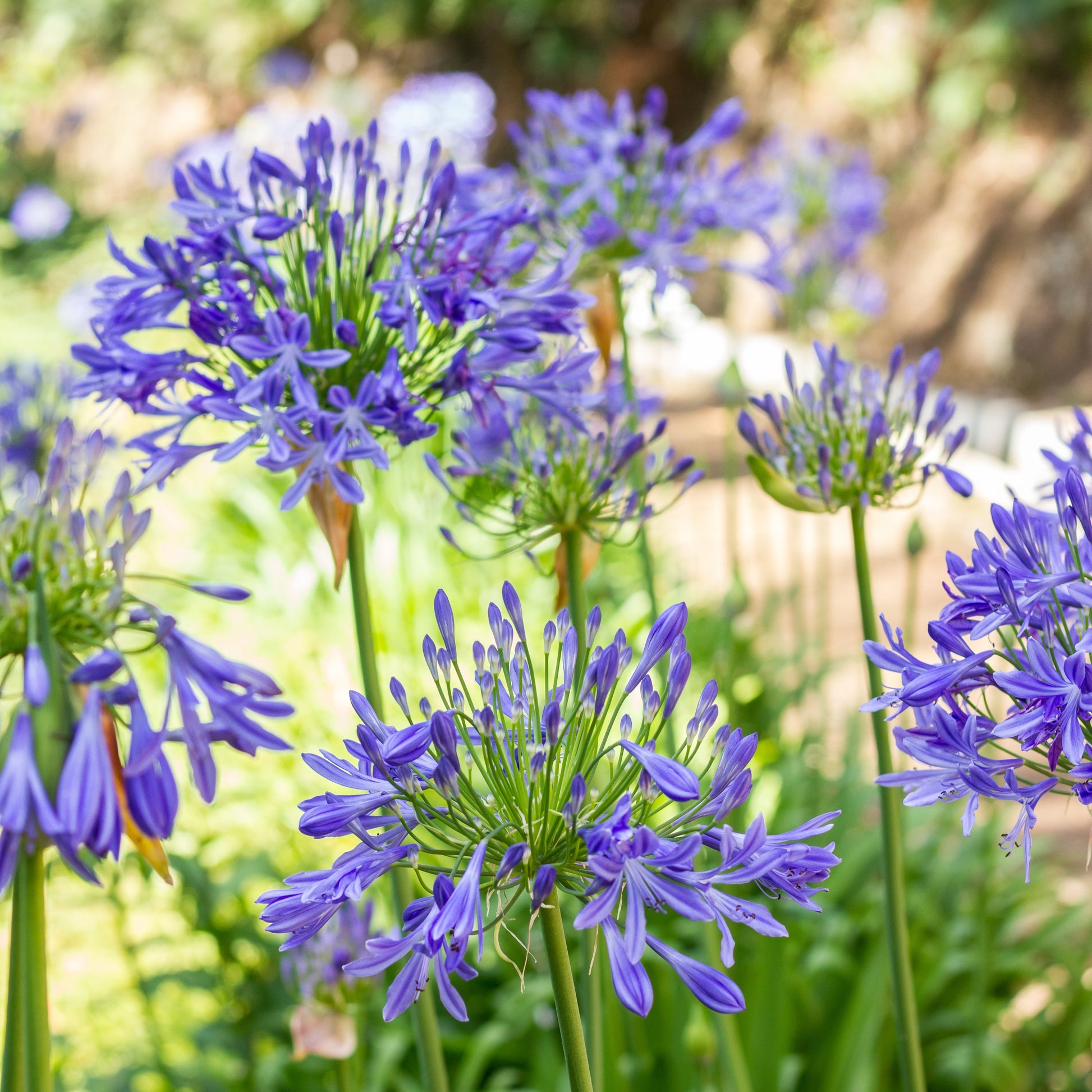Agapanthus umbellatus - Afrikaanse lelie (x3) - Agapanthus