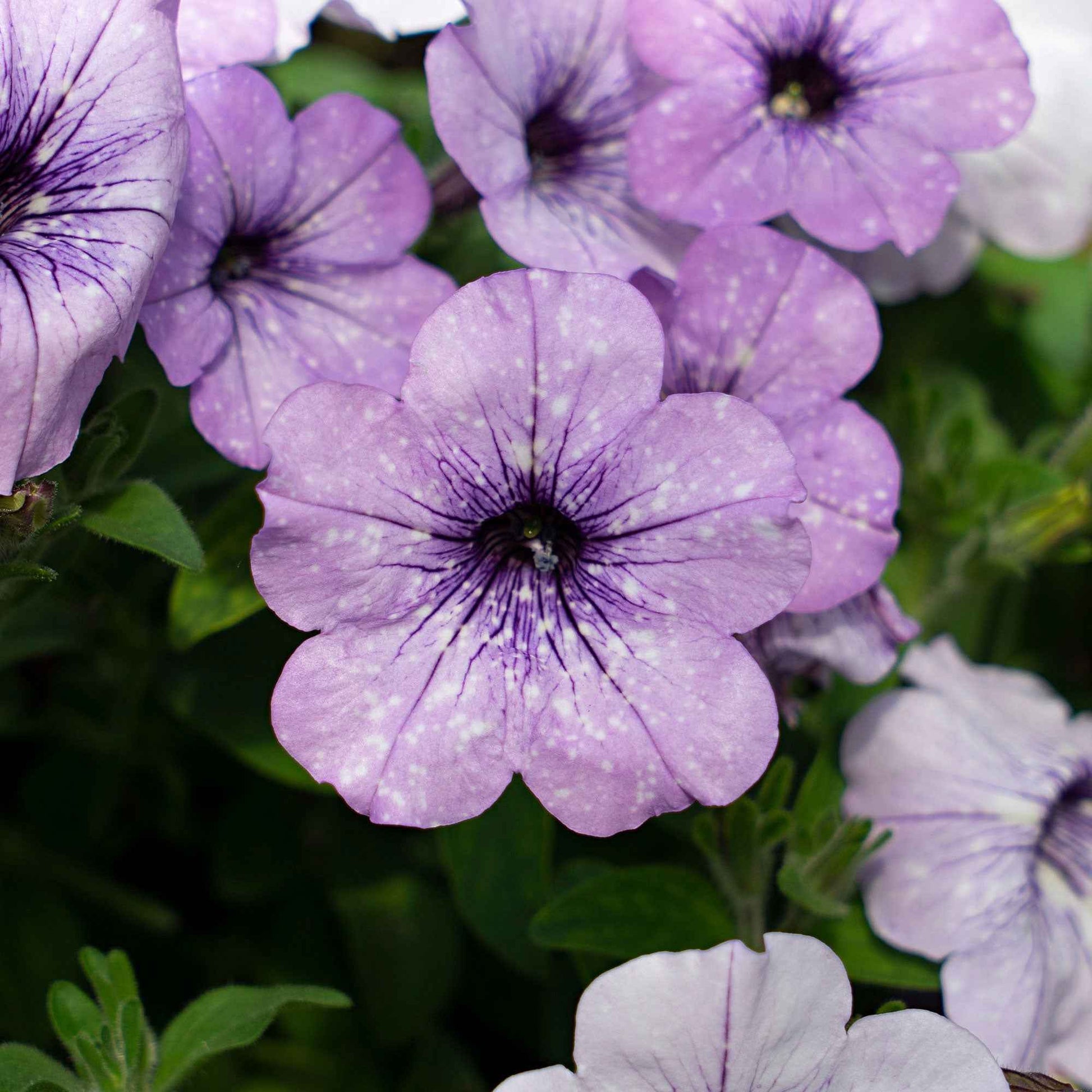 Petunia 'Lavender Sky' (x3) - Petunia lavender sky - Bakker