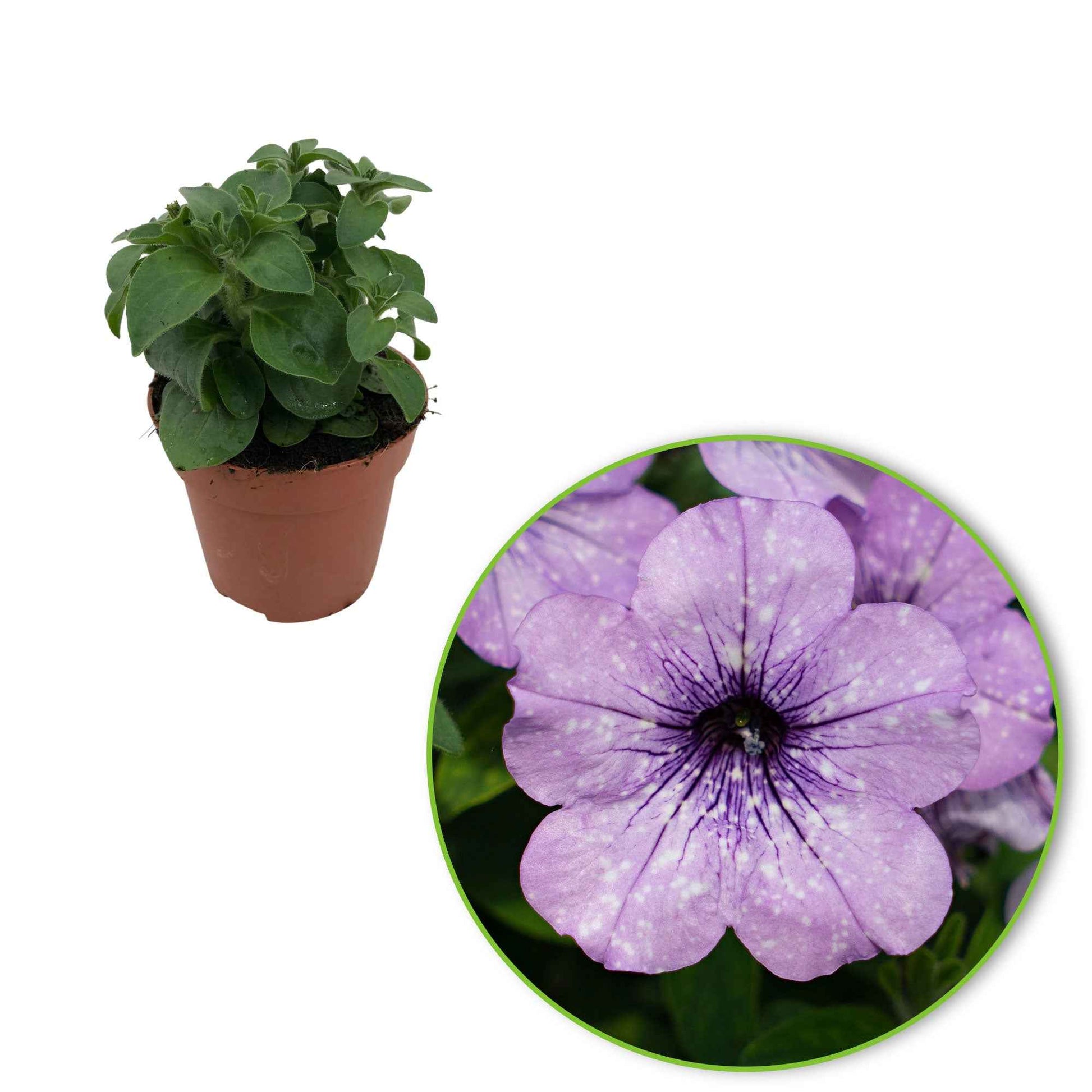 Petunia lavender sky - Petunia 'Lavender Sky' (x3) - Petunia en Calibrachoa
