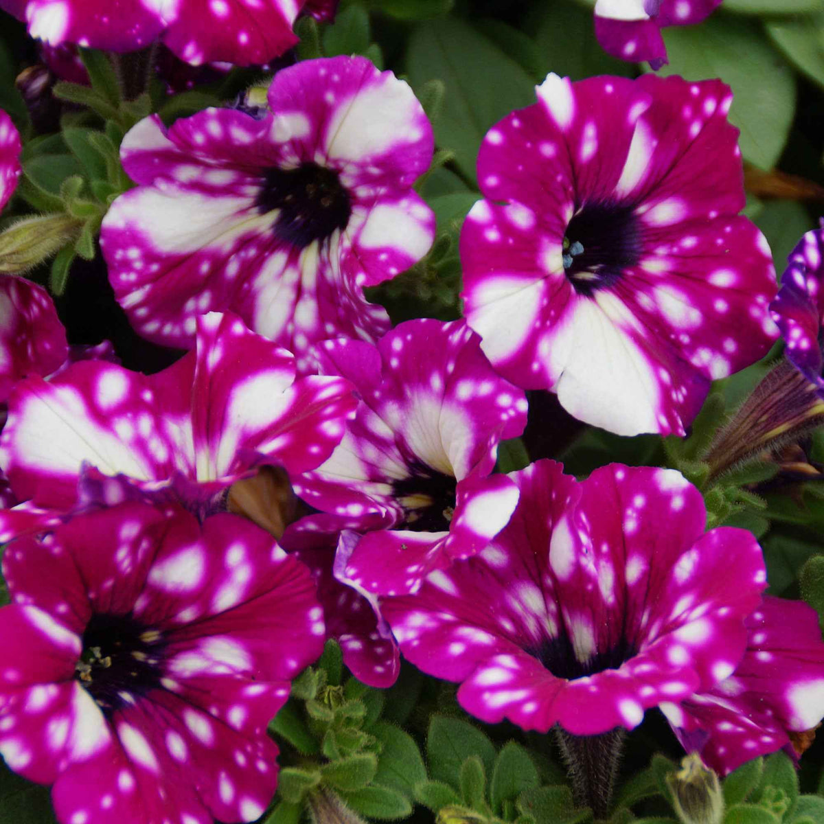 Petunia 'Royal Sky' (x3) - Petunia royal sky - Bakker