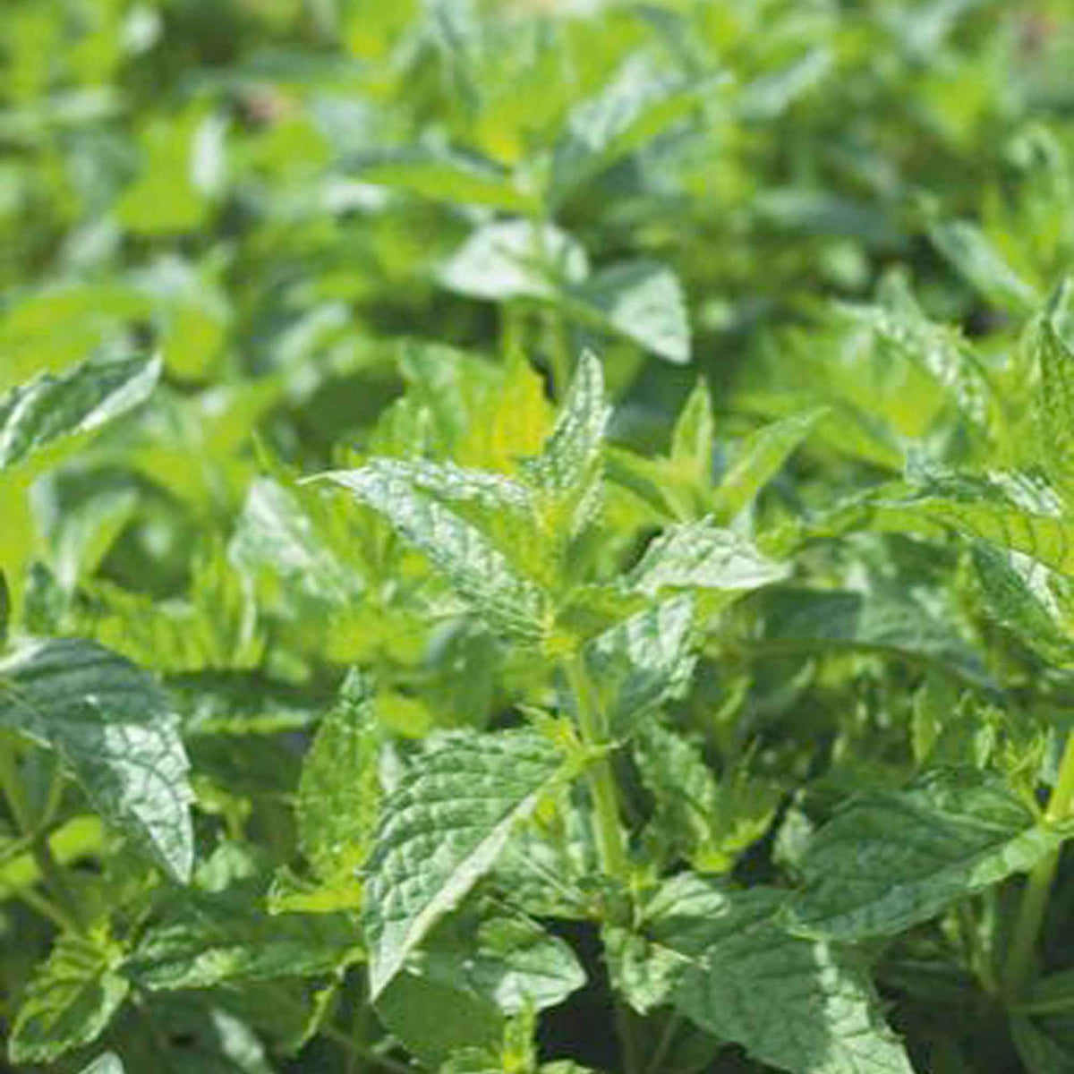 Pepermunt - Mentha piperita - Bakker