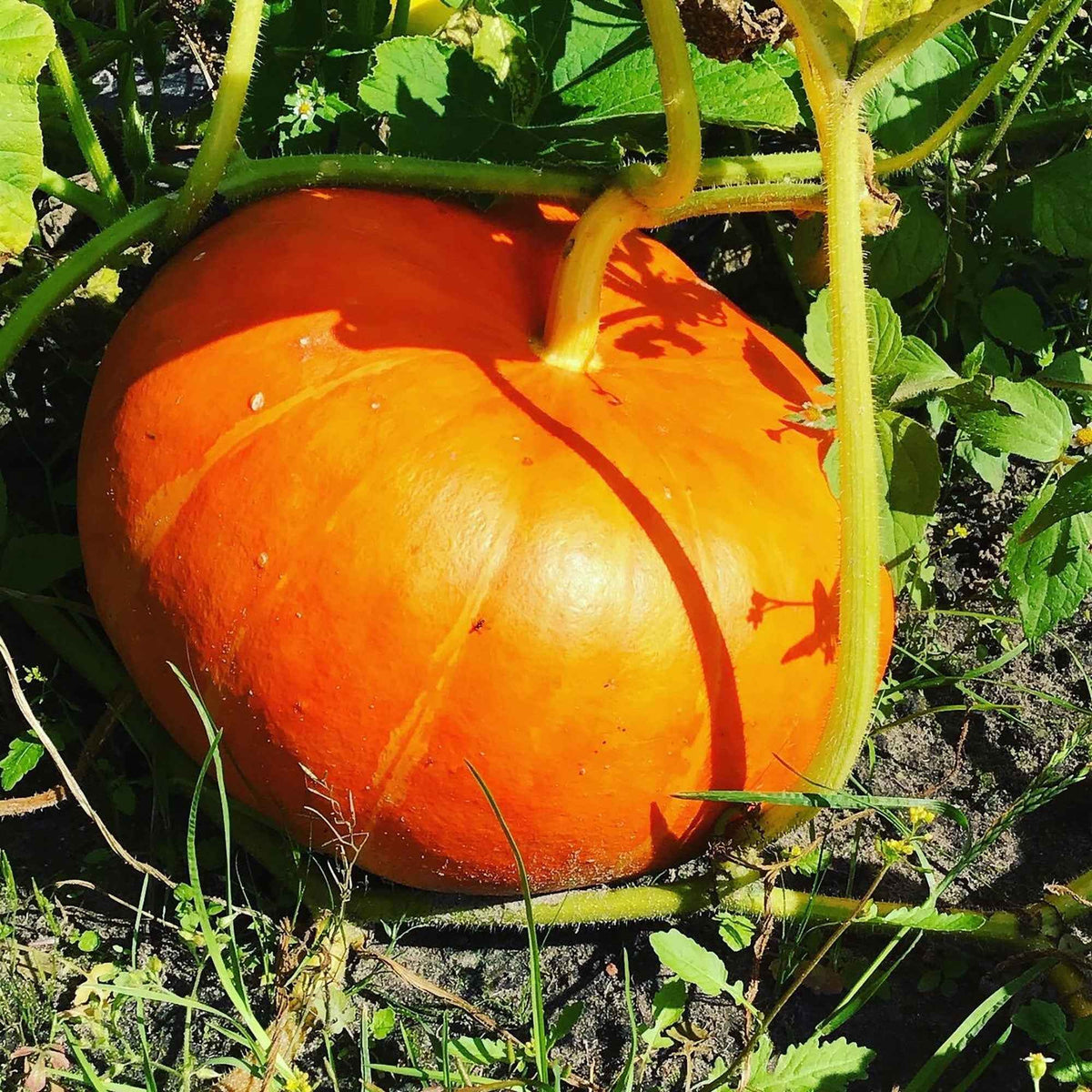 Pompoen 'Rode van d'Etampes' - Cucurbita maxima rouge vif d'etampes - Bakker