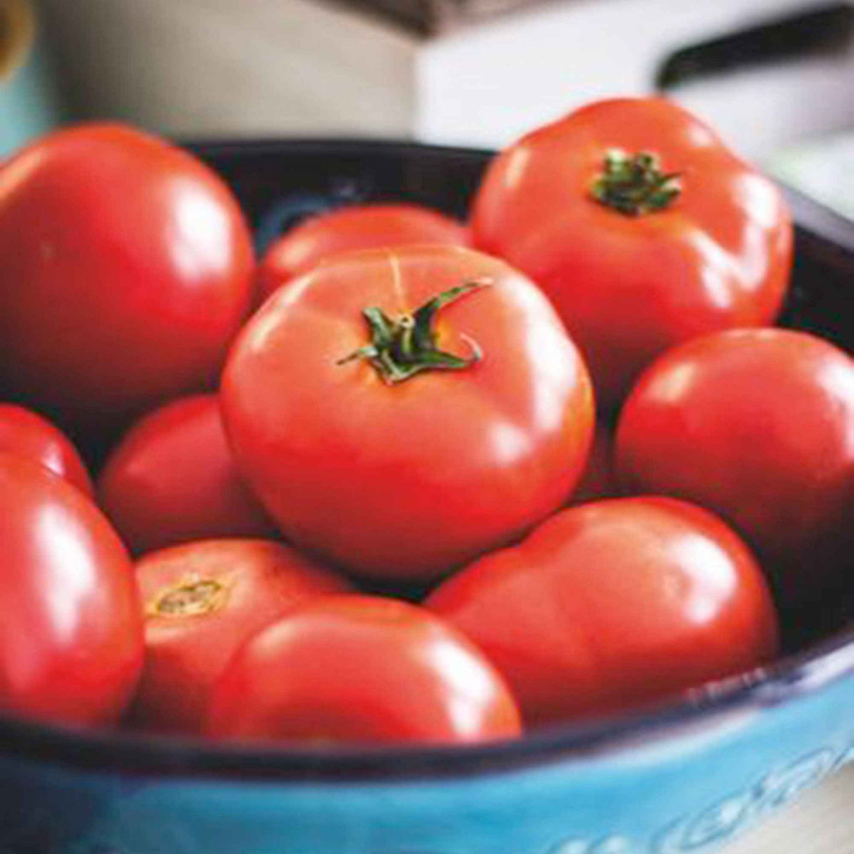 Tomaat 'Moneymaker' - Solanum lycopersicum moneymaker - Bakker