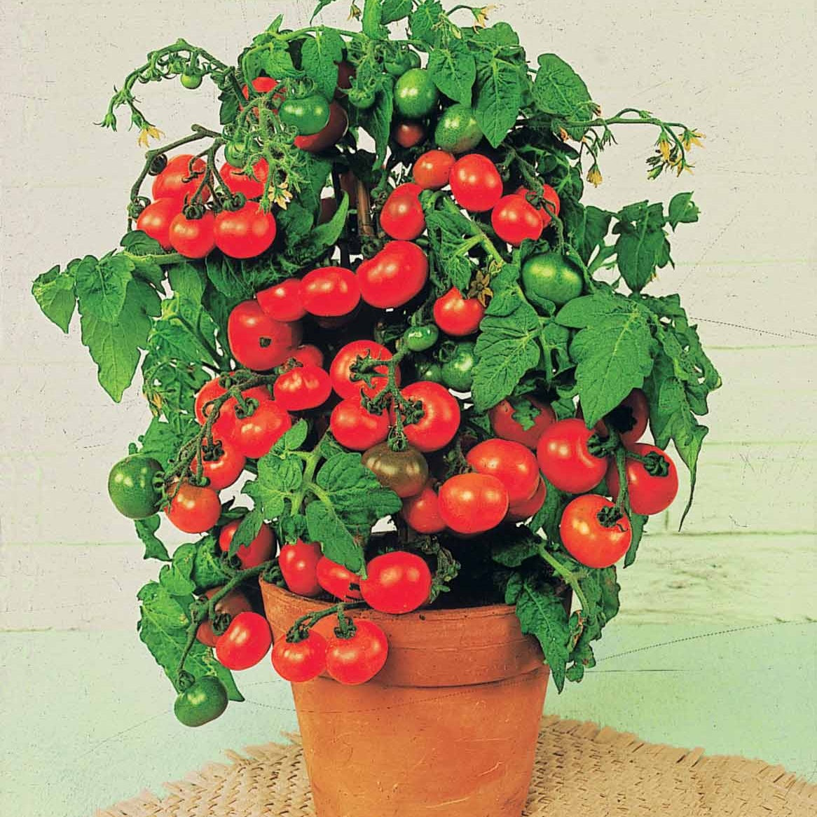 Kerstomaat 'Tiny Tim' - Solanum lycopersicum tiny tim - Bakker