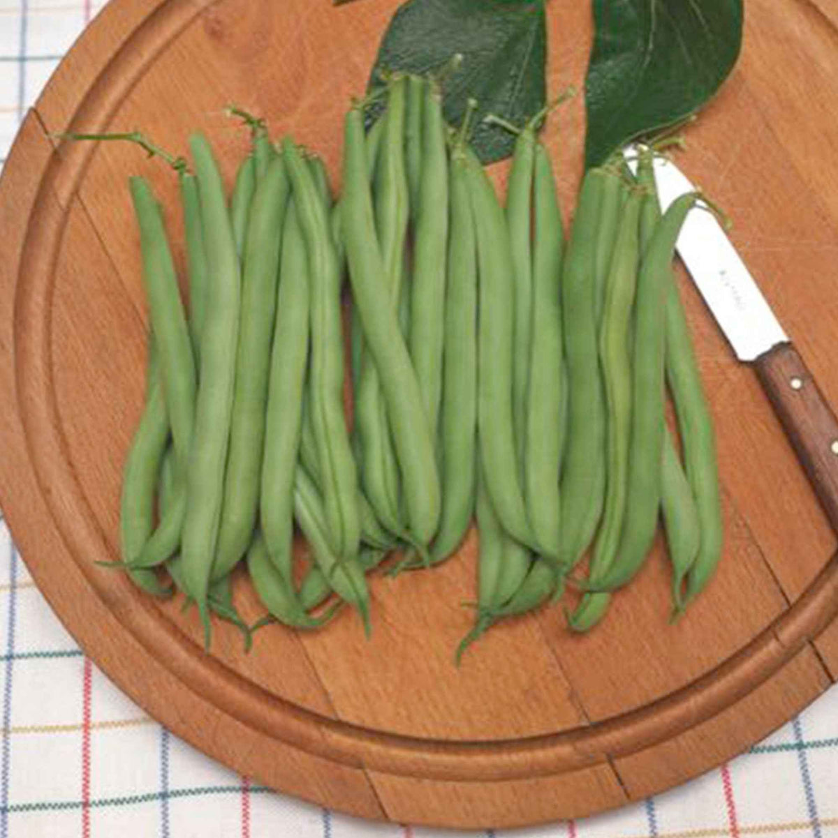 Snijboon 'Prelude' - Phaseolus vulgaris prelude - Bakker
