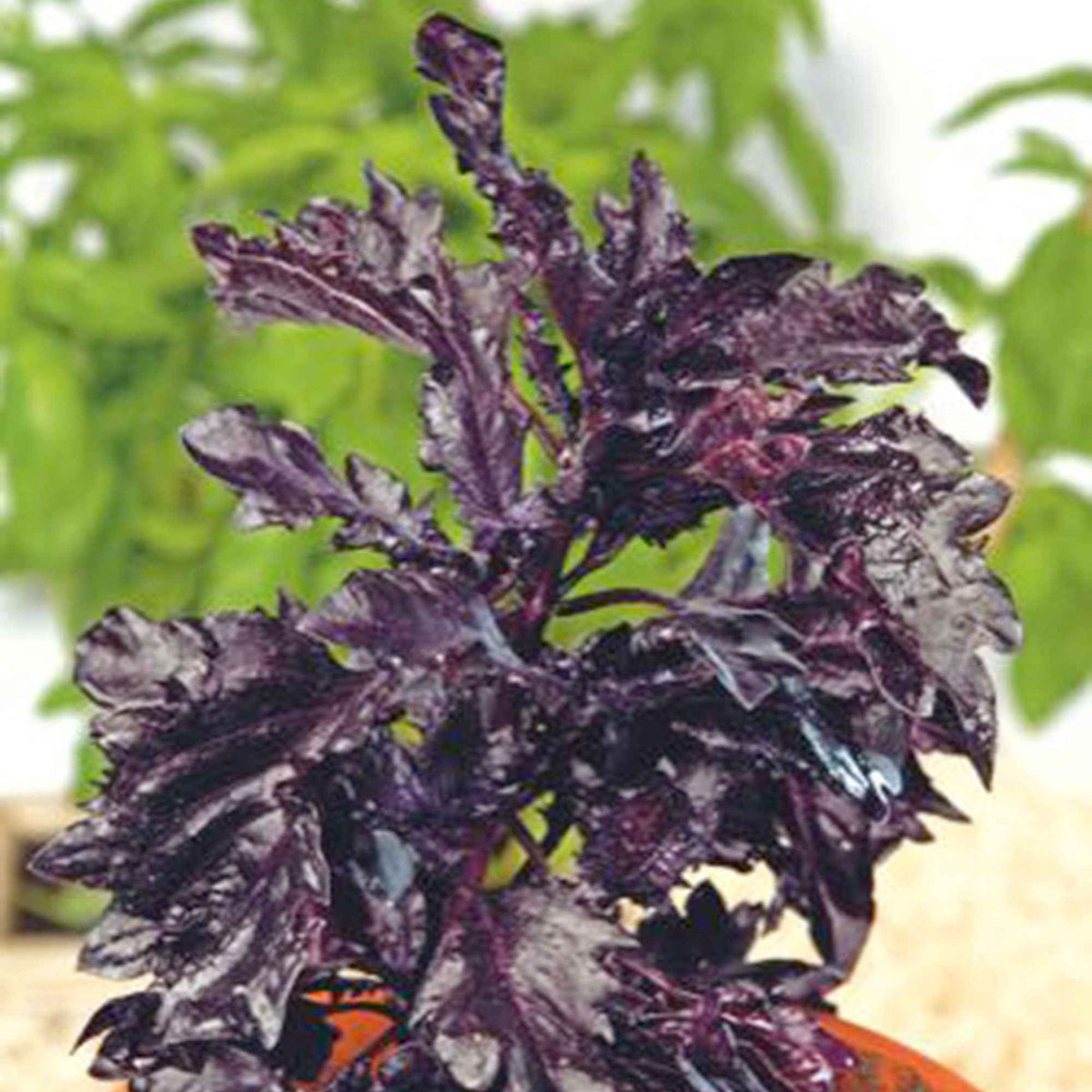 Basilicum 'Purple Ruffles' - Ocimum basilicum purpureum - Bakker
