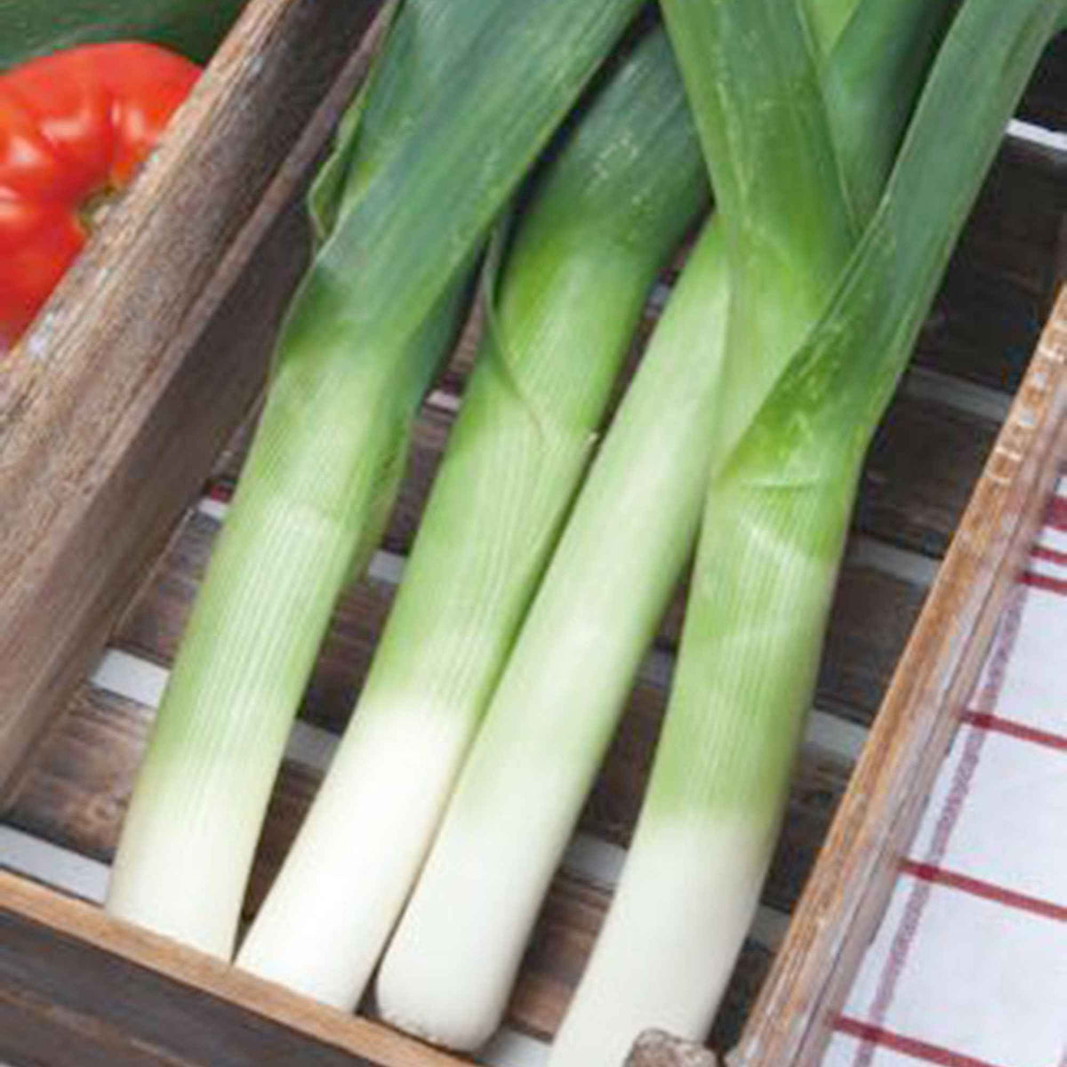 Allium porrum monstrueux de carentan 2 (30 g) - Prei 'Carentan 2' - Fruit- en groentezaden