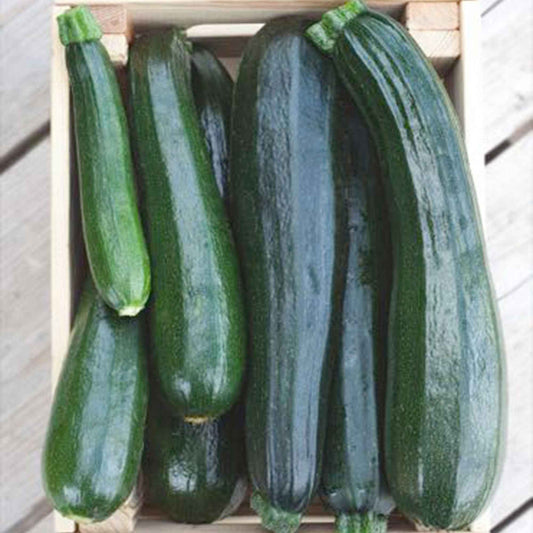 Courgette 'Black Beauty' - Cucurbita pepo black beauty - Moestuin