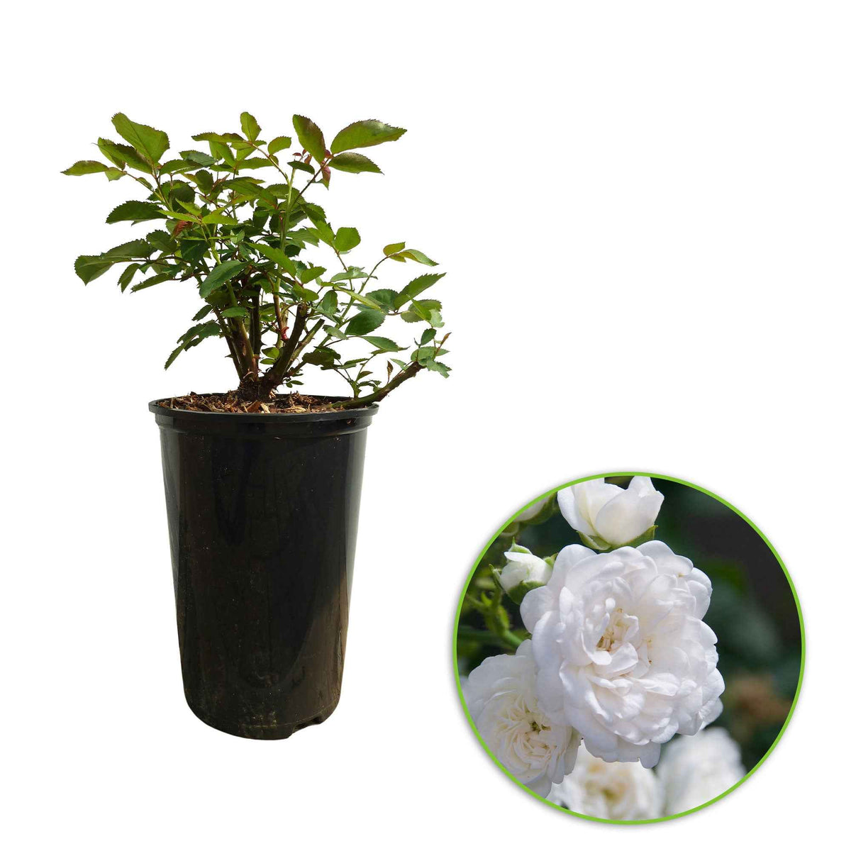 Bodembedekkende rozen - Roos 'Crystal Fairy' - Rosa crystal fairy ®