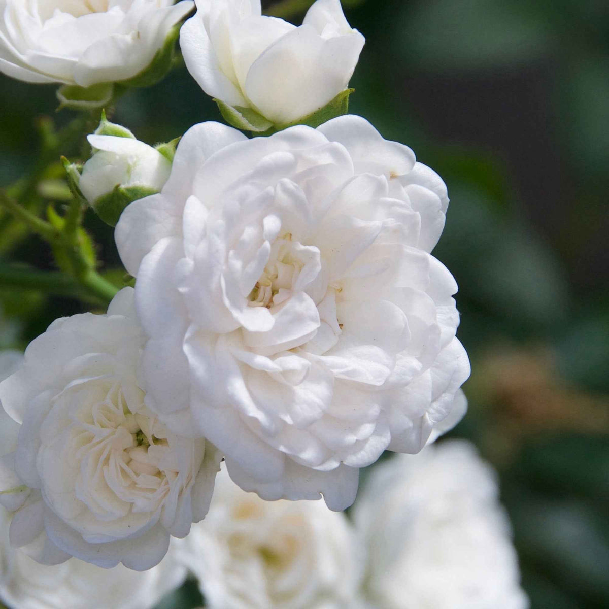 Bodembedekkende roos 'Diamant' - Rosa Diamant ® - Bakker