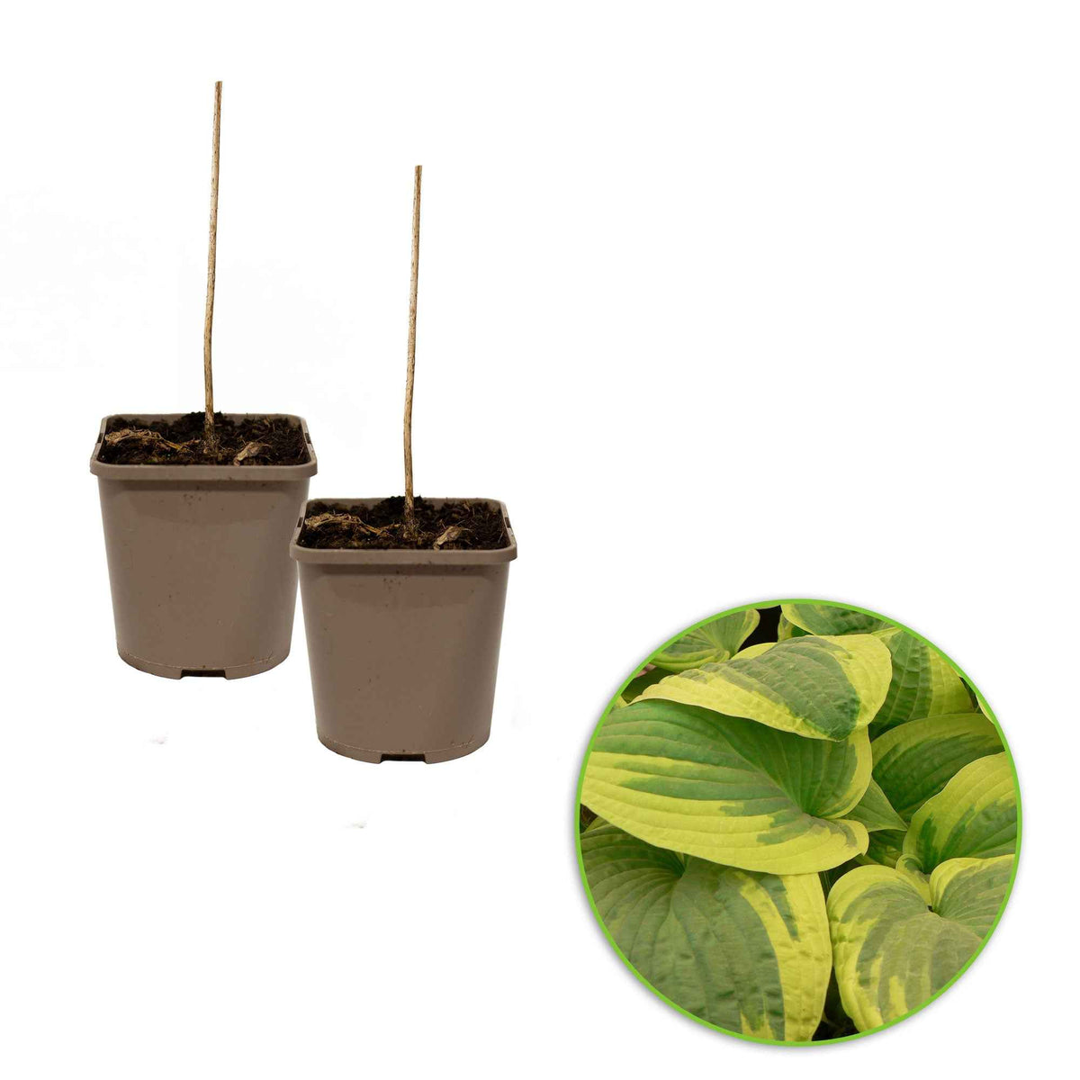 Hosta - Hartlelie - Hartlelie 'Wilde Brim' - Hosta hybride wide brim