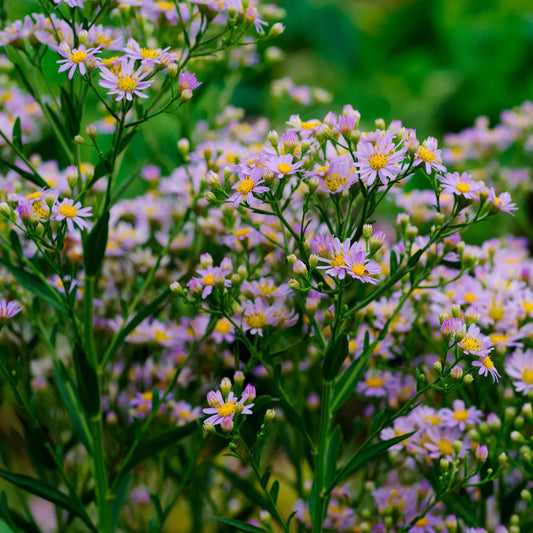 Herfstaster 'Stardust' - Bakker
