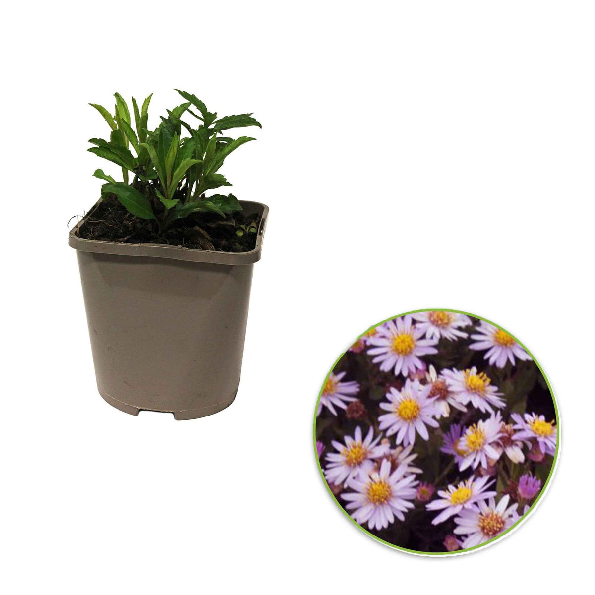 Verkoop Herfstaster 'Stardust' - Aster ageratoides Stardust