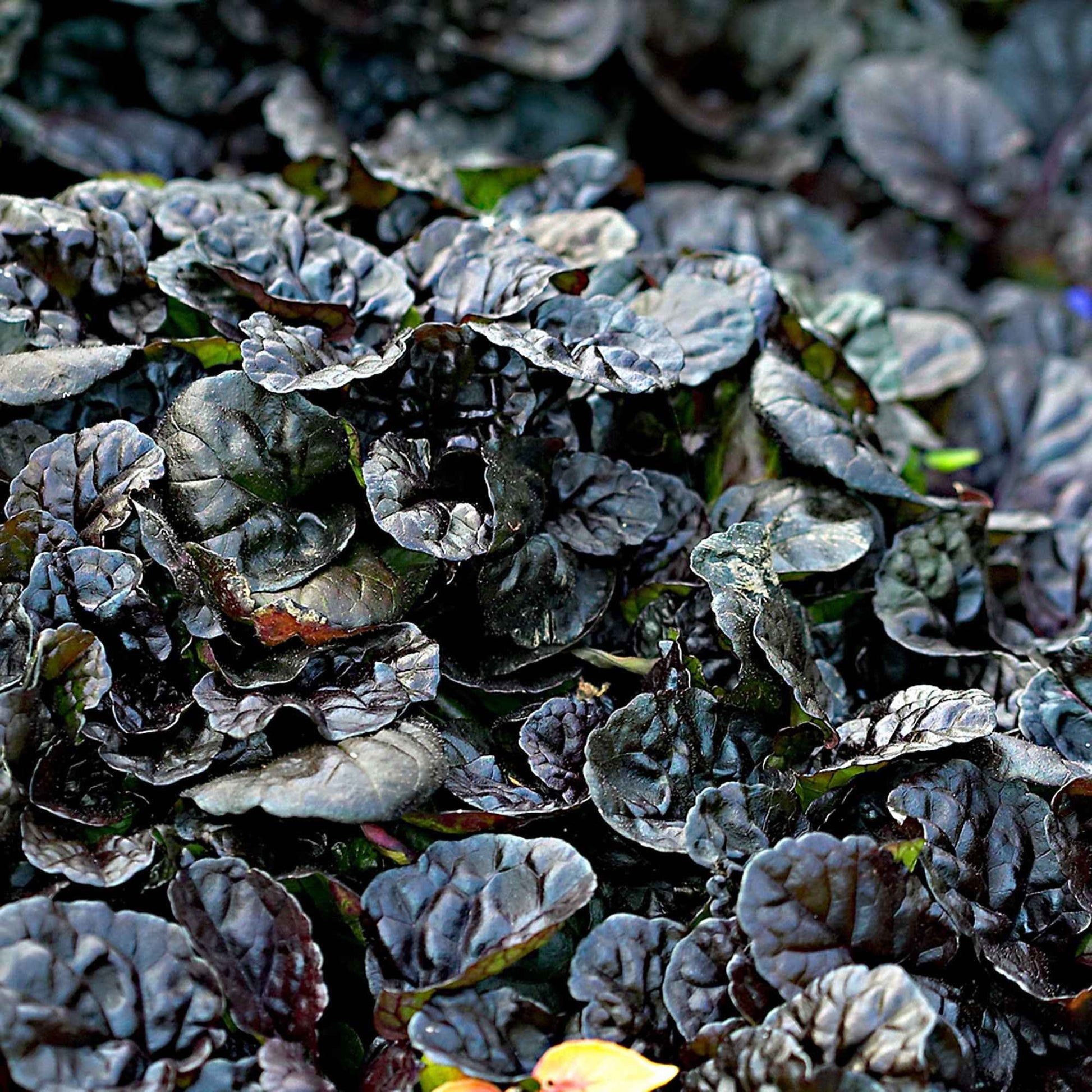 Kruipend zenegroen 'Burgundy Glow' - Ajuga reptans burgundy glow - Bakker