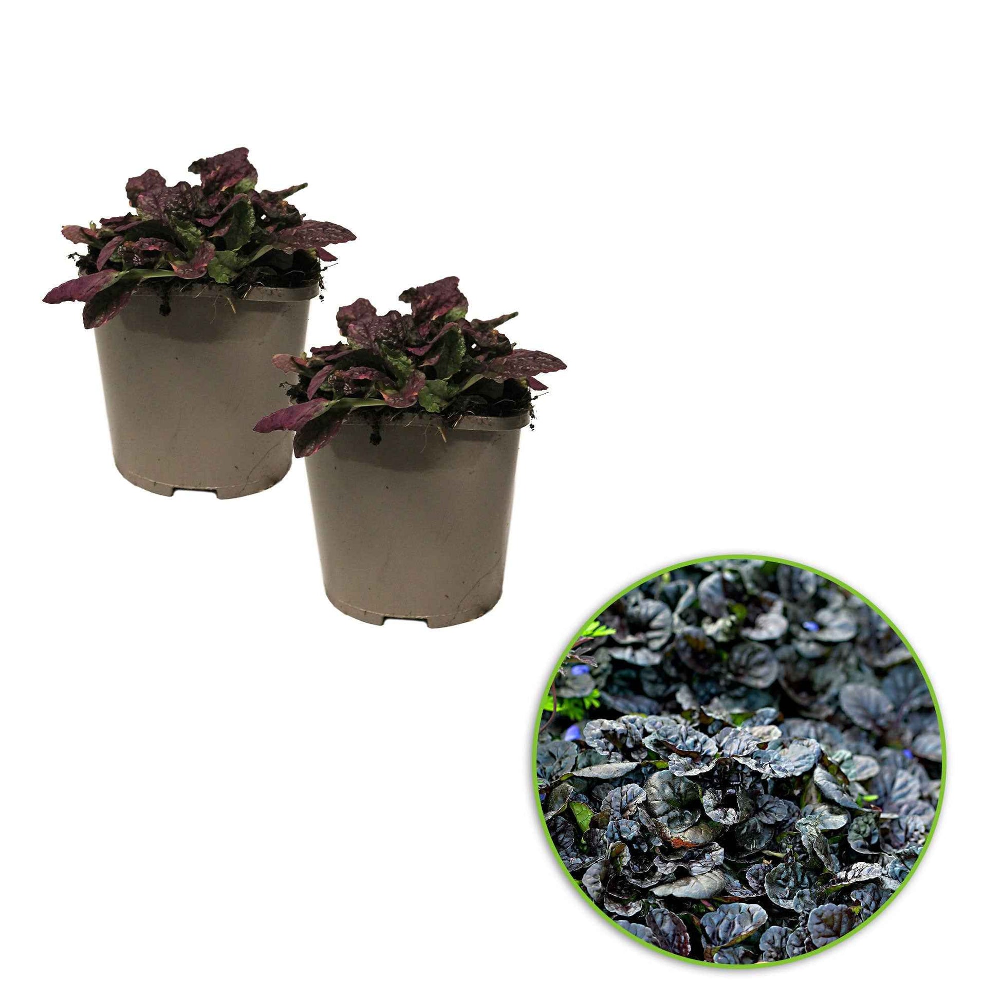Zenegroen - Kruipend zenegroen 'Burgundy Glow' - Ajuga reptans burgundy glow