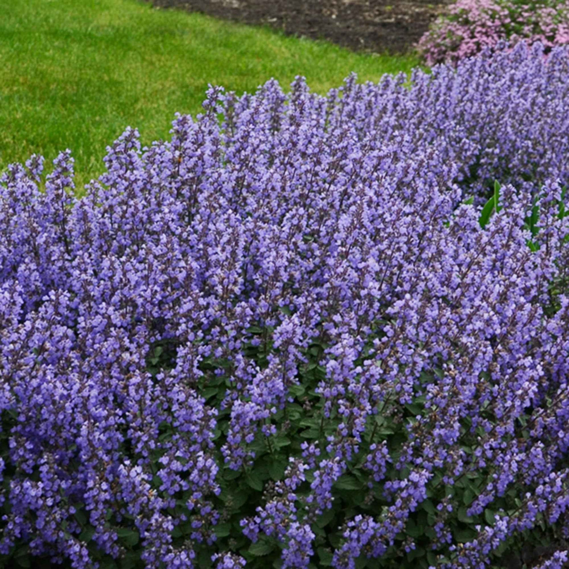 Kattenkruid 'Pursian Blue' - Nepeta purrsian blue - Bakker
