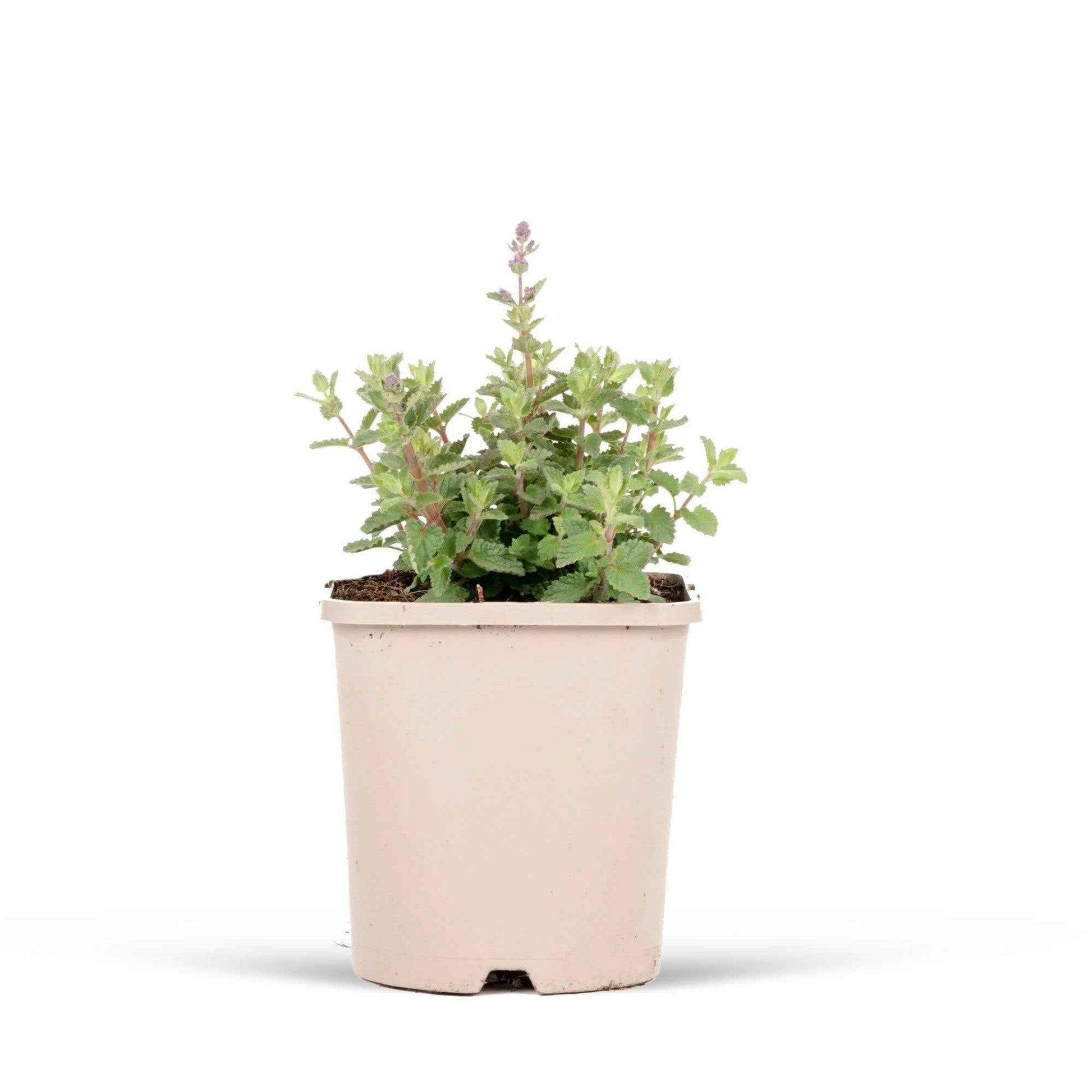 Nepeta purrsian blue - Kattenkruid 'Pursian Blue' - Nepeta