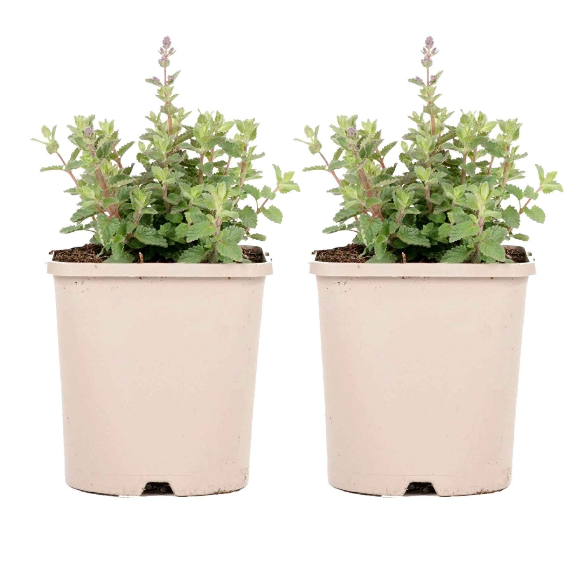 Nepeta - Kattenkruid 'Pursian Blue' - Nepeta purrsian blue
