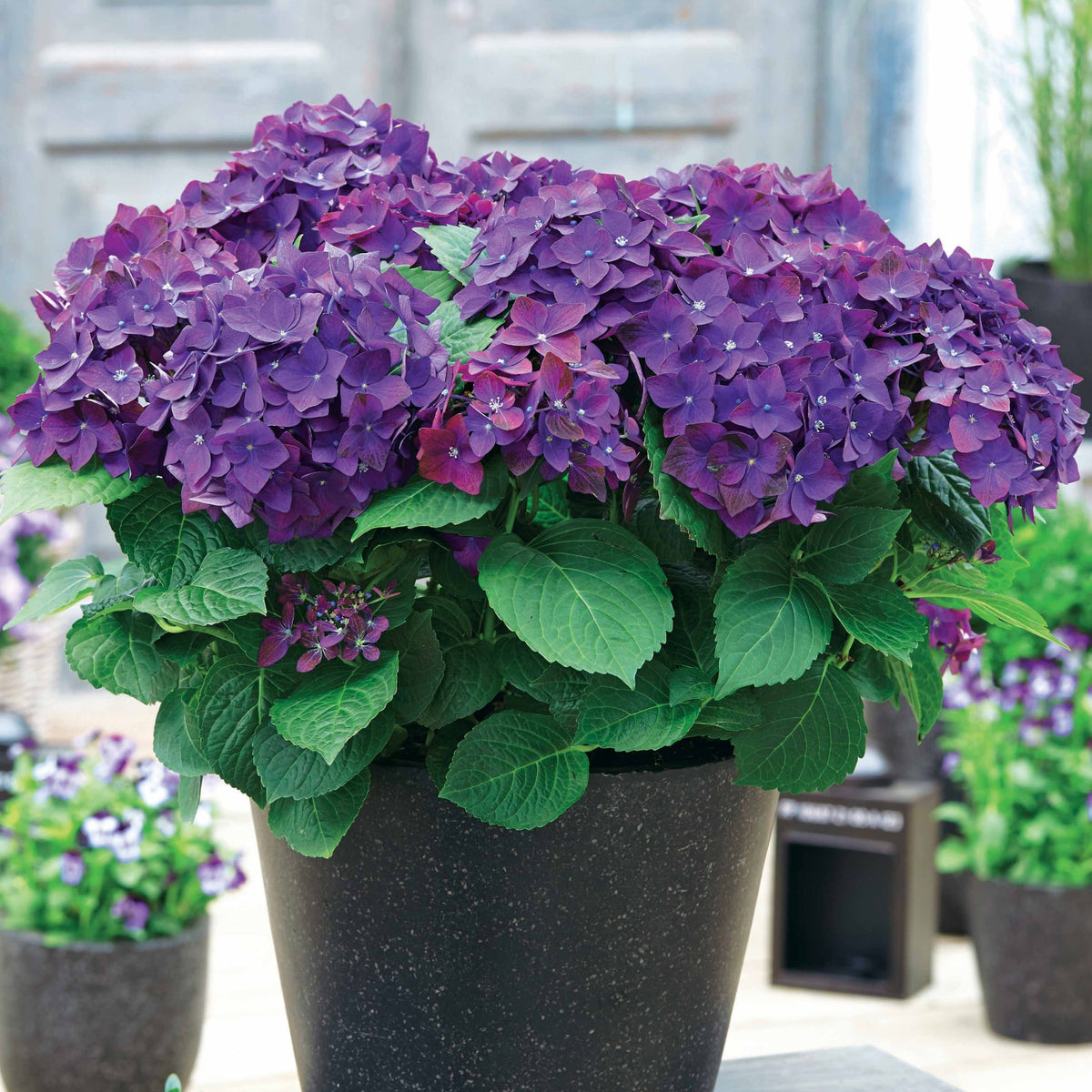 Boerenhortensia 'Deep Purple Dance' - Hydrangea macrophylla deep purple dance - Bakker