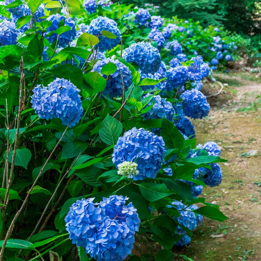 Blauwe Boerenhortensia - Bakker