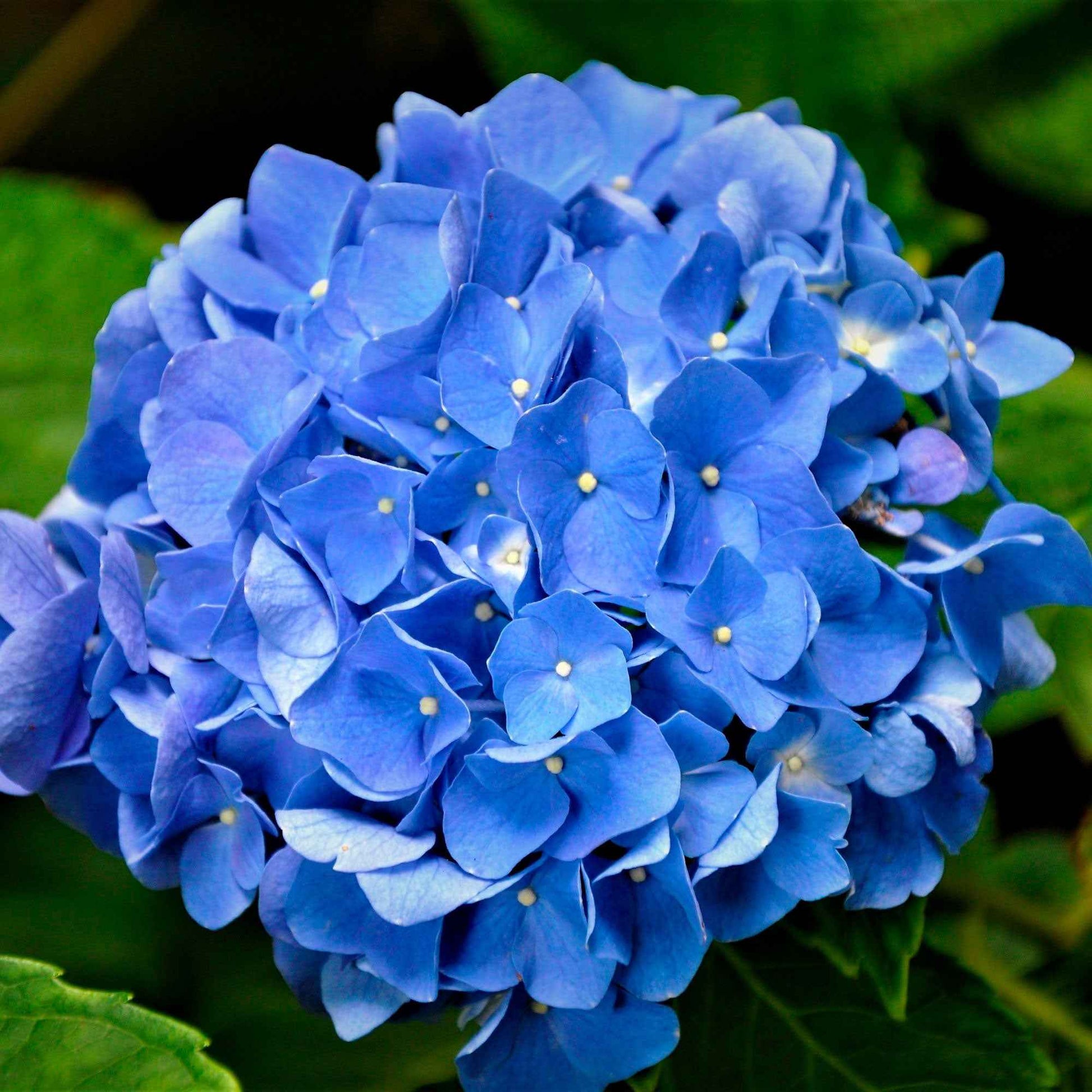 Verkoop Blauwe Boerenhortensia - Hydrangea macrophylla