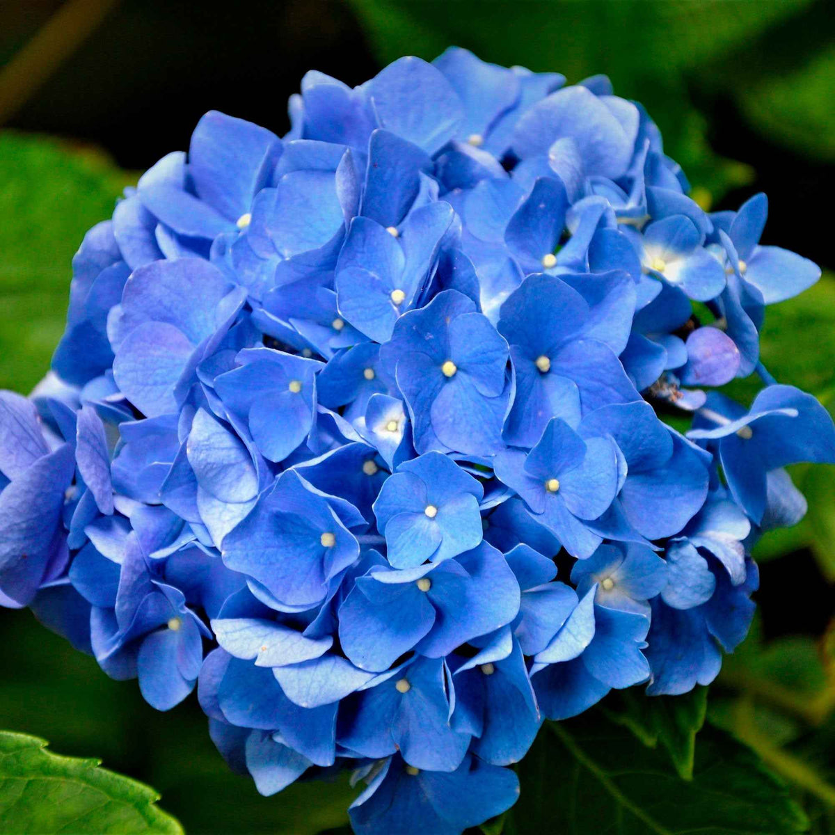 Blauwe Boerenhortensia - Hortensia macrophylla - Bakker