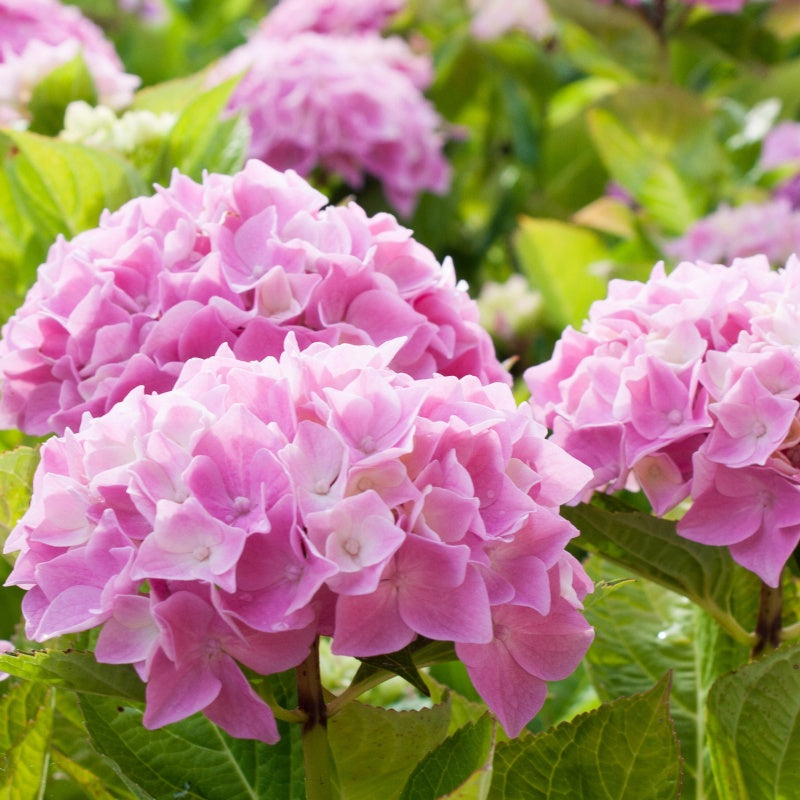 Roze Boerenhortensia - Hydrangea macrophylla - Bakker