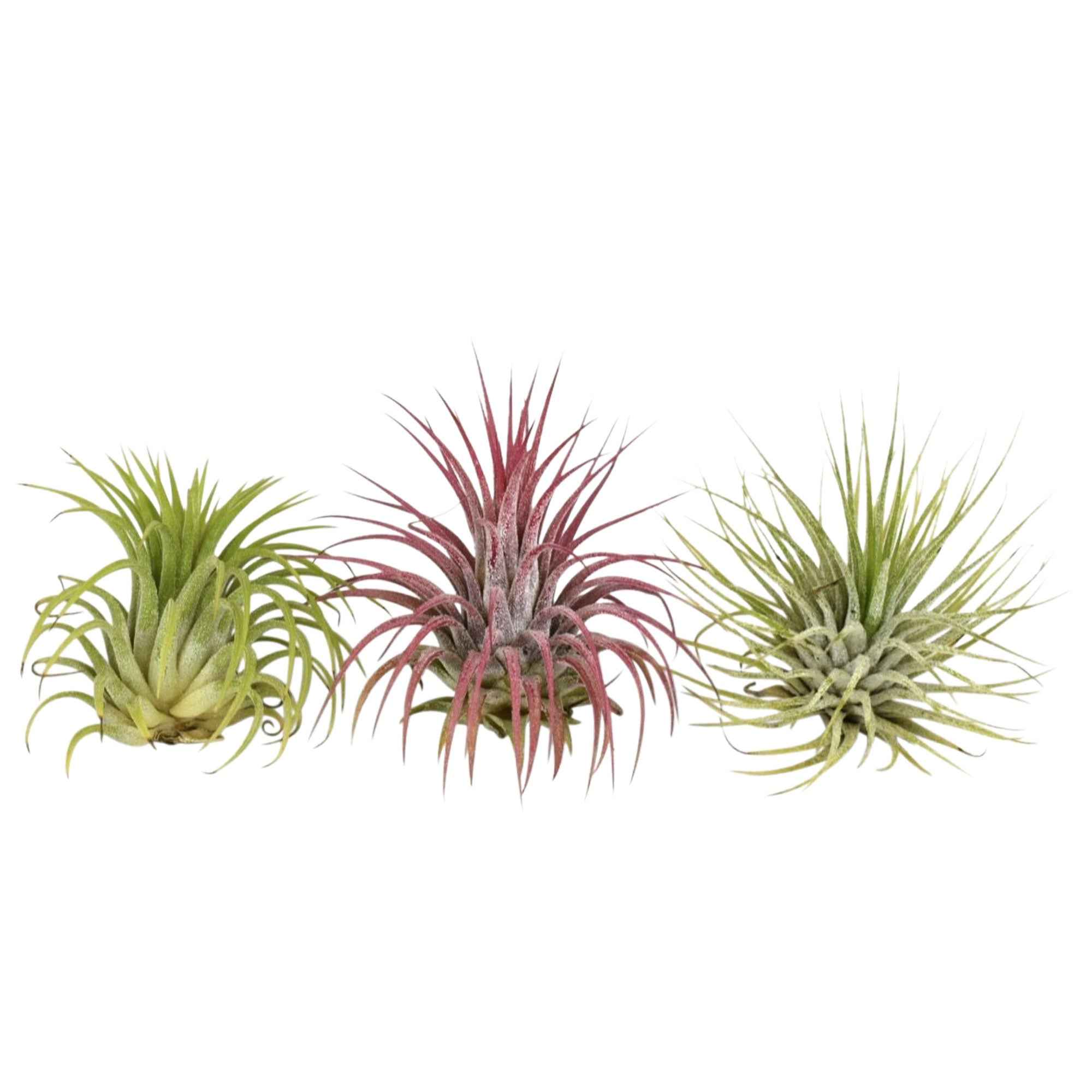 Tillandsia Mix (x3) - Tillandsia | Bakker.com