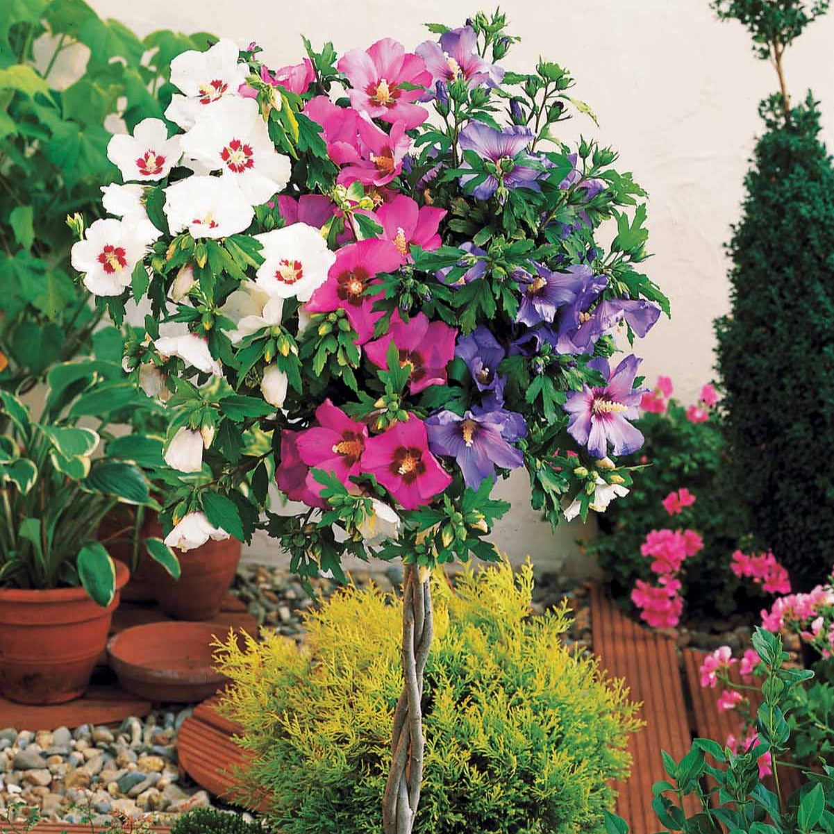 Altheastruik 'Rood-Wit-Blauw' - Hibiscus syriacus - Bakker