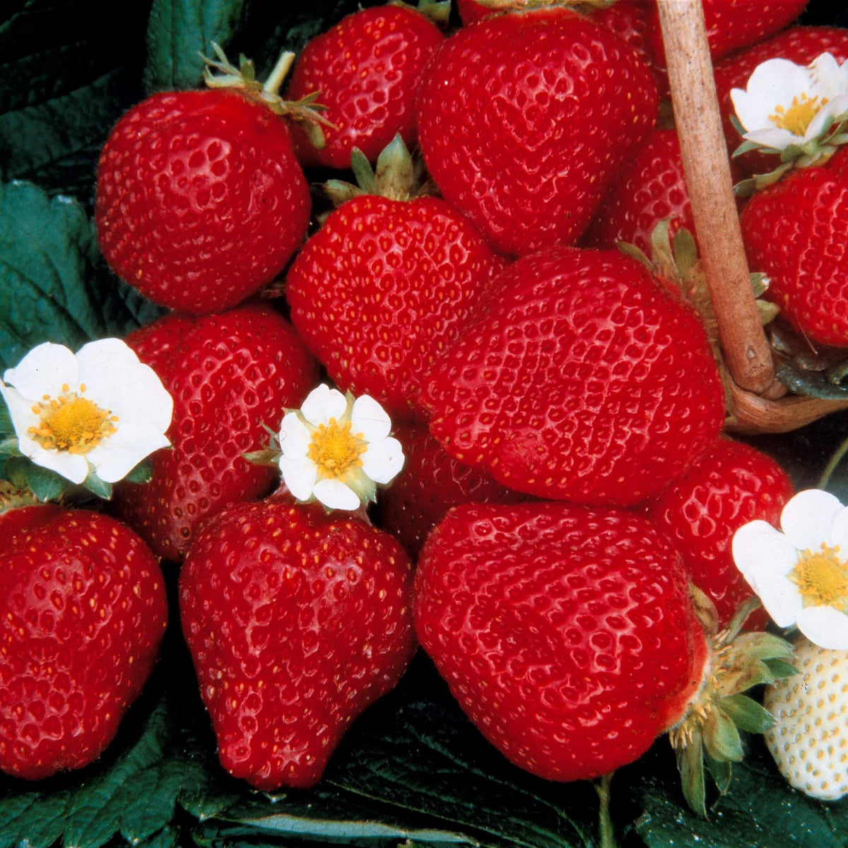 Fragaria 'maestro', 'maxim', 'mariguette' - Aardbei (x60) - Aardbei