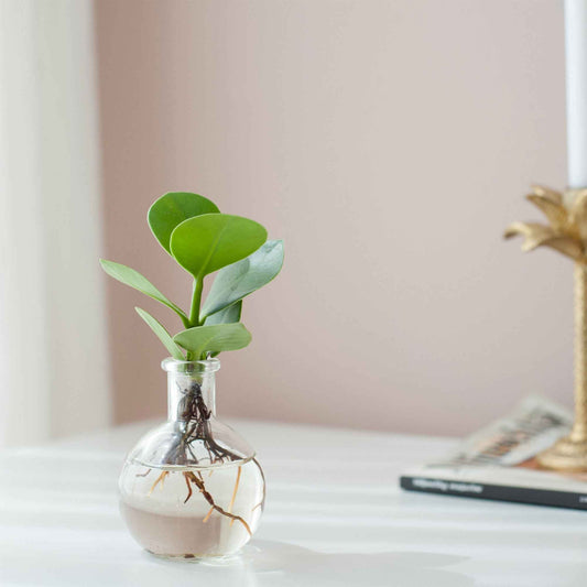 Clusia in Samoa glas - Hydroponie - Bakker