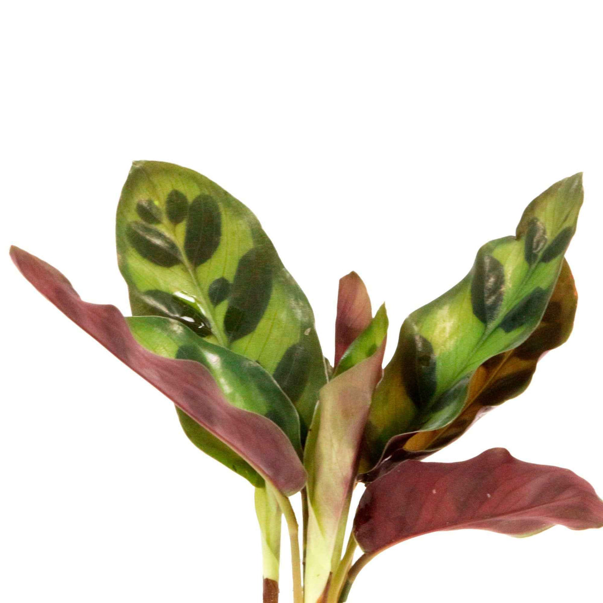 calathea in Samoa glas met ledverlichting - Hydroponie - Calathea insignis - Bakker