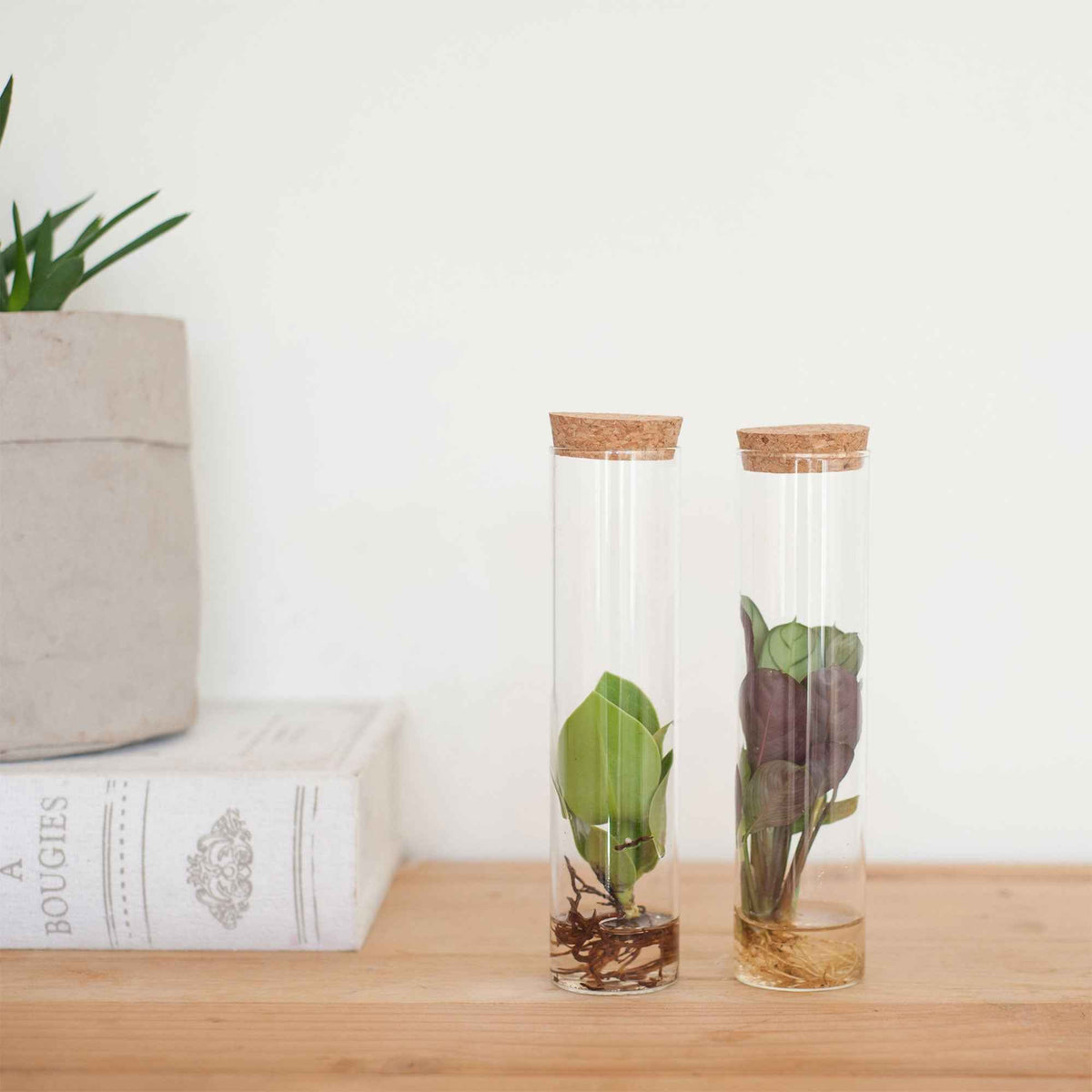 Stekmix in Tube glas - Hydroponie - Bakker