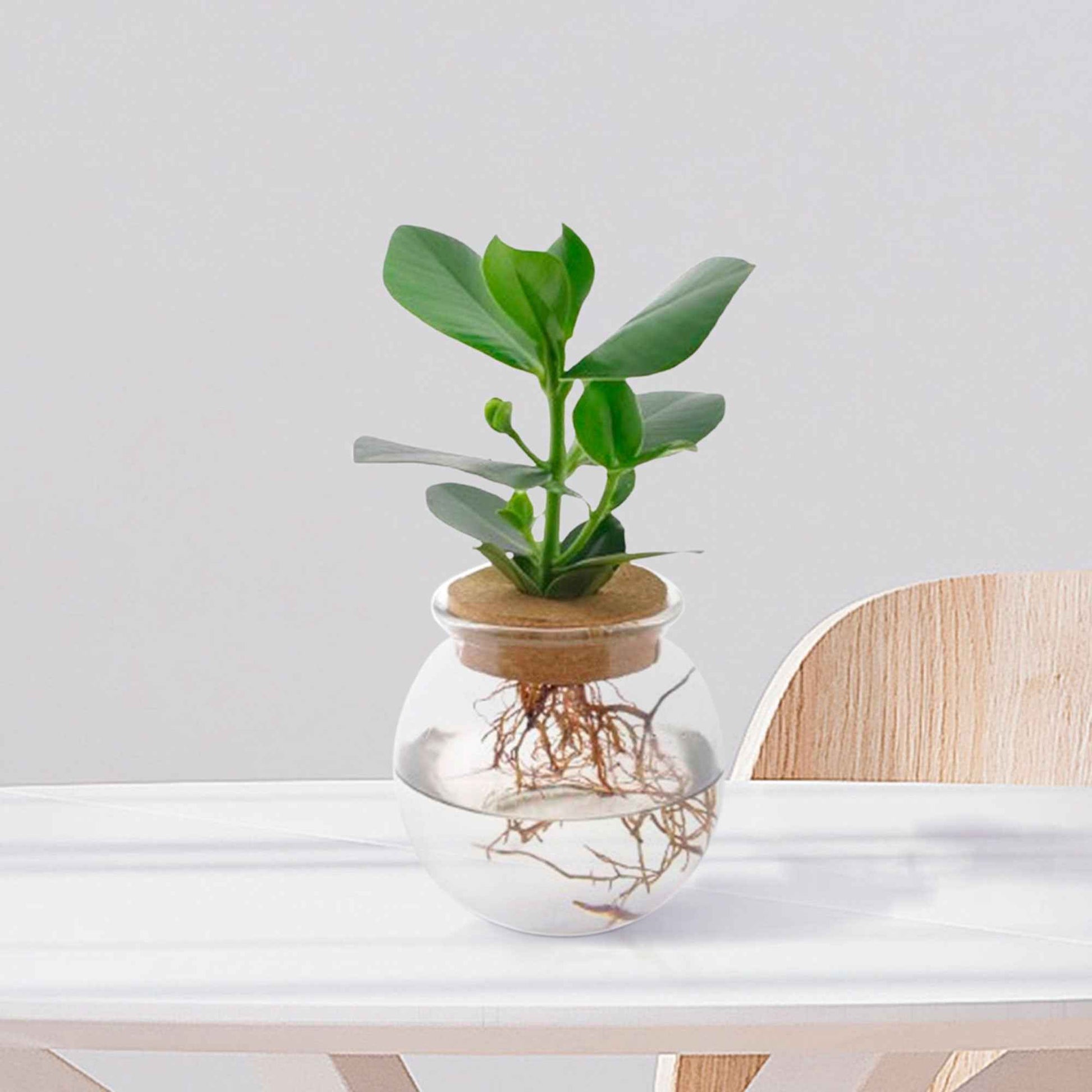 Clusia in Bolglas - Hydroponie - Bakker