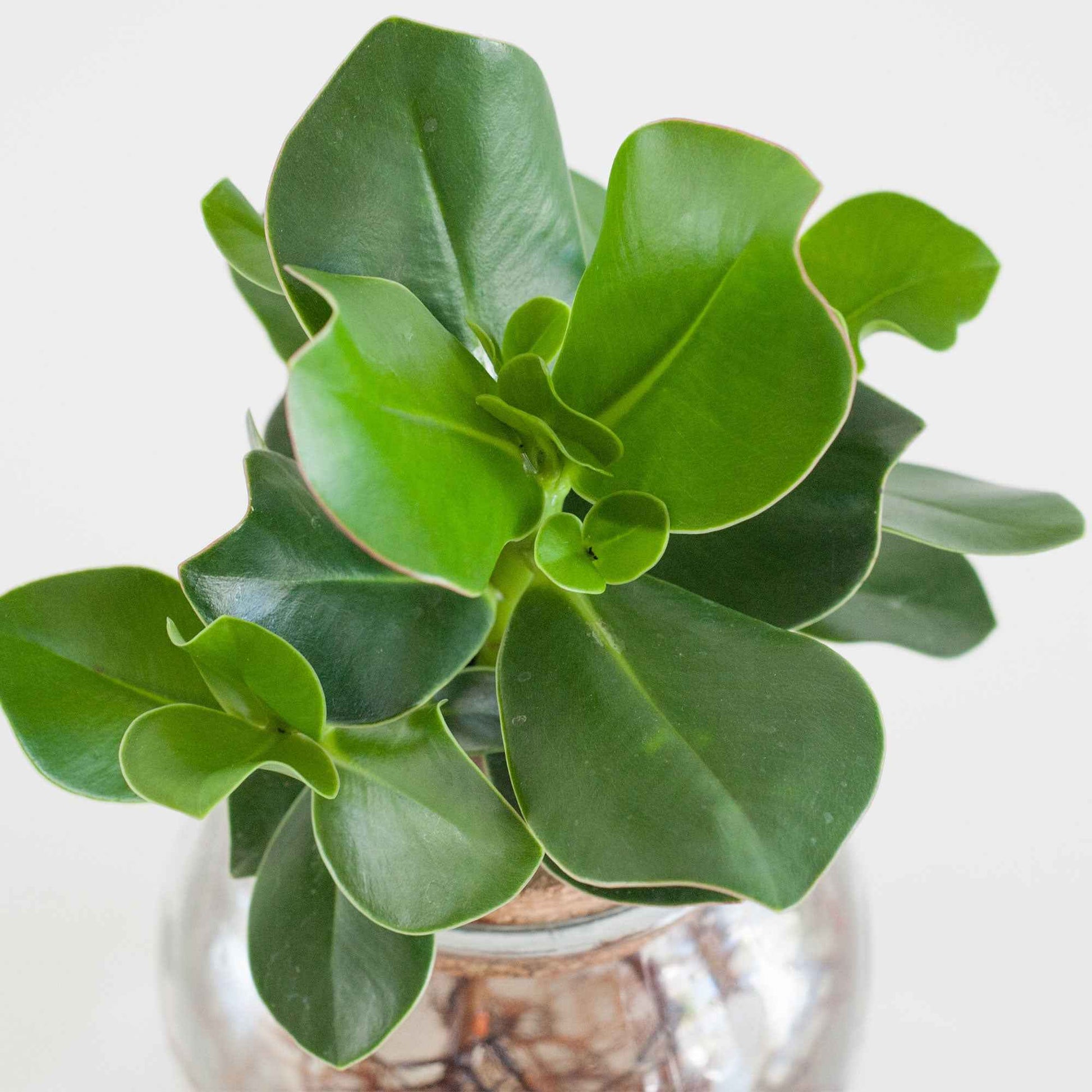 Clusia in Bolglas - Hydroponie - Clusia - Bakker