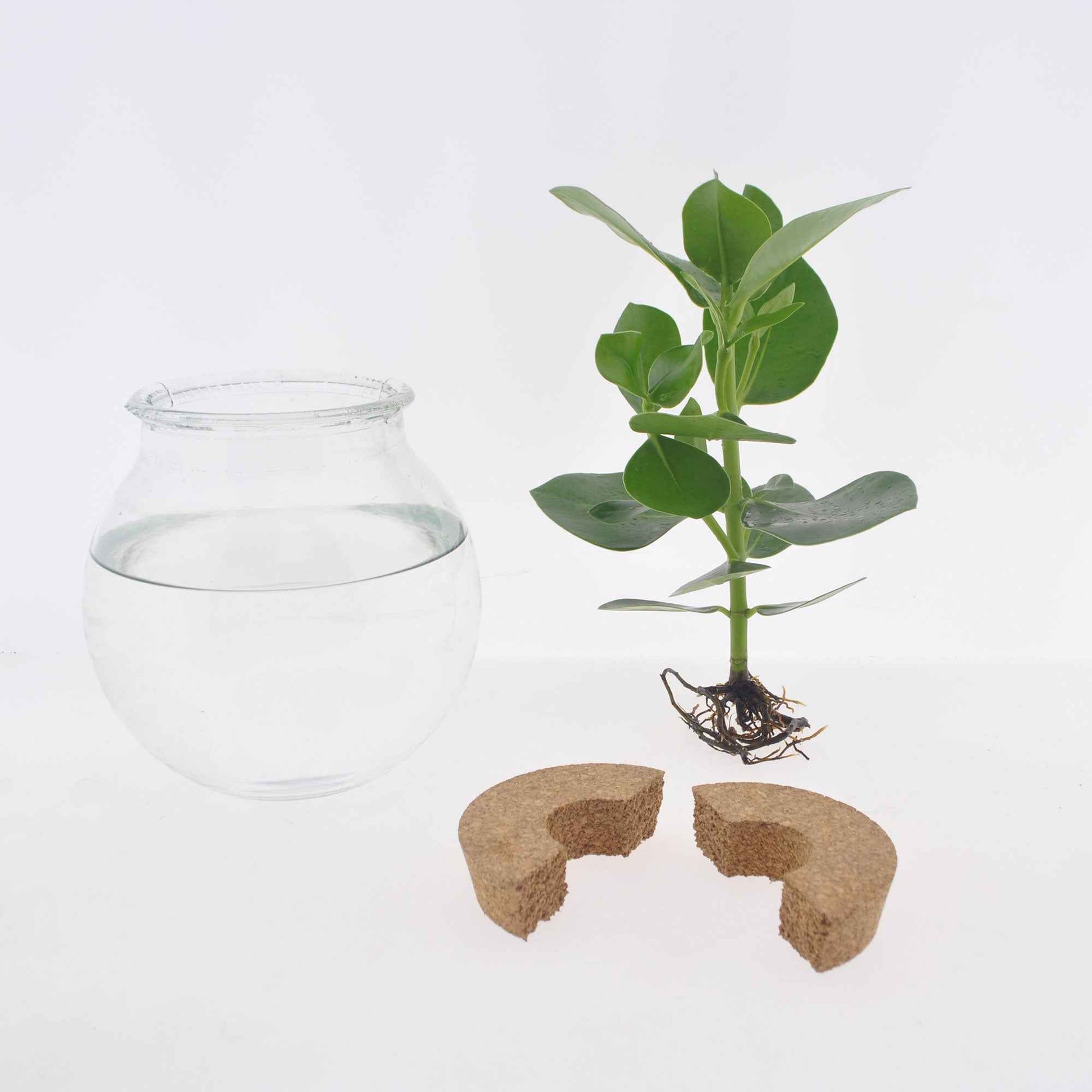 Verkoop Clusia in Bolglas - Hydroponie - Clusia