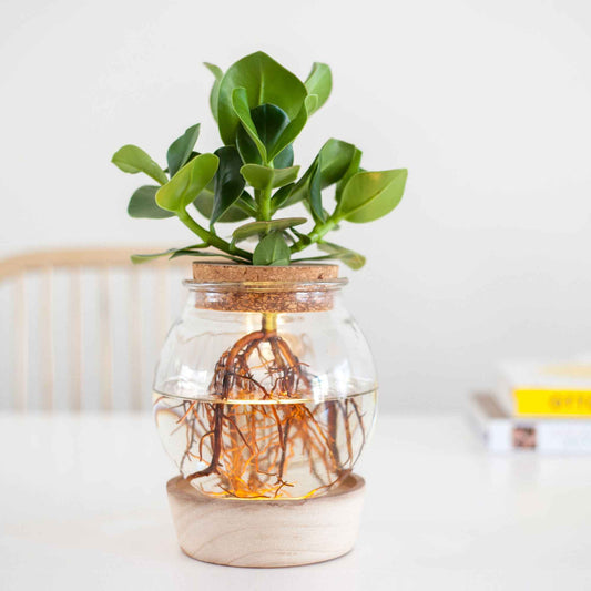 Clusia in Bolglas met ledverlichting - Hydroponie - Bakker