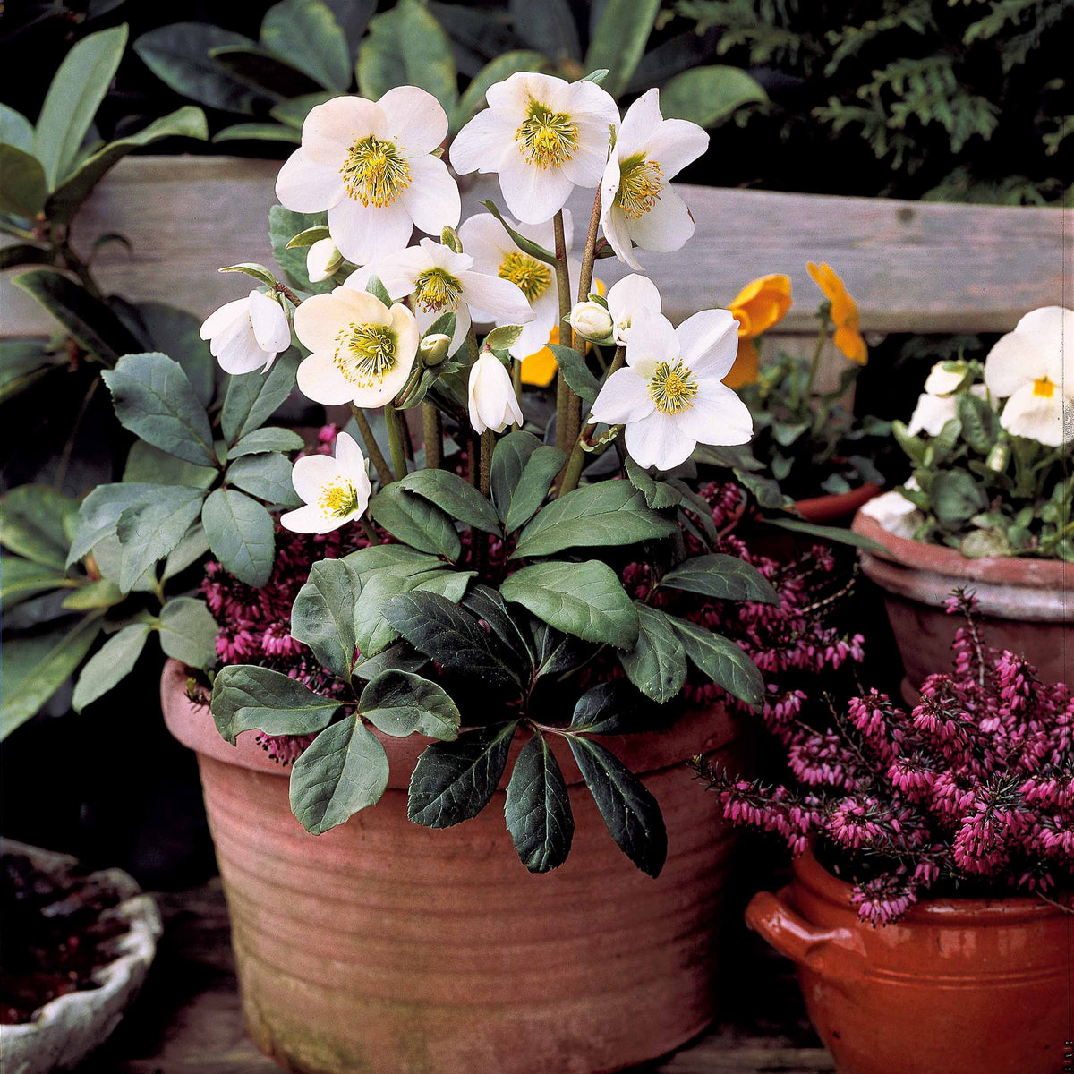 Helleborus 'Christmas Carol' - Helleborus niger - Bakker