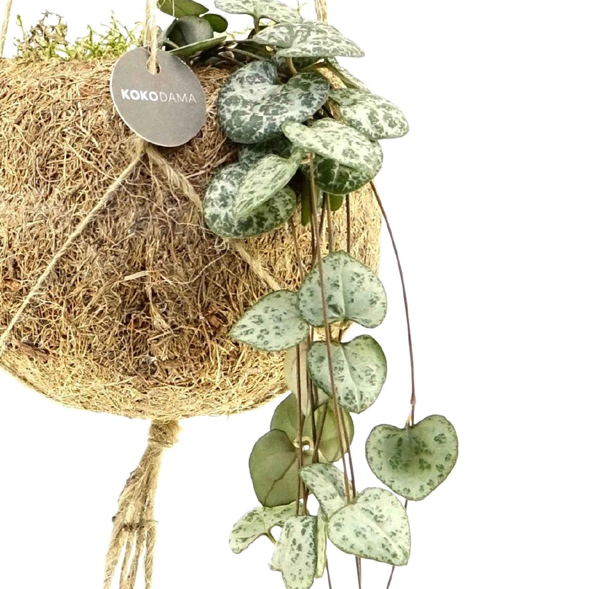 Kokodama Chinees lantaarntje Ceropegia woodii incl. kokopot - Hangplant - Bakker
