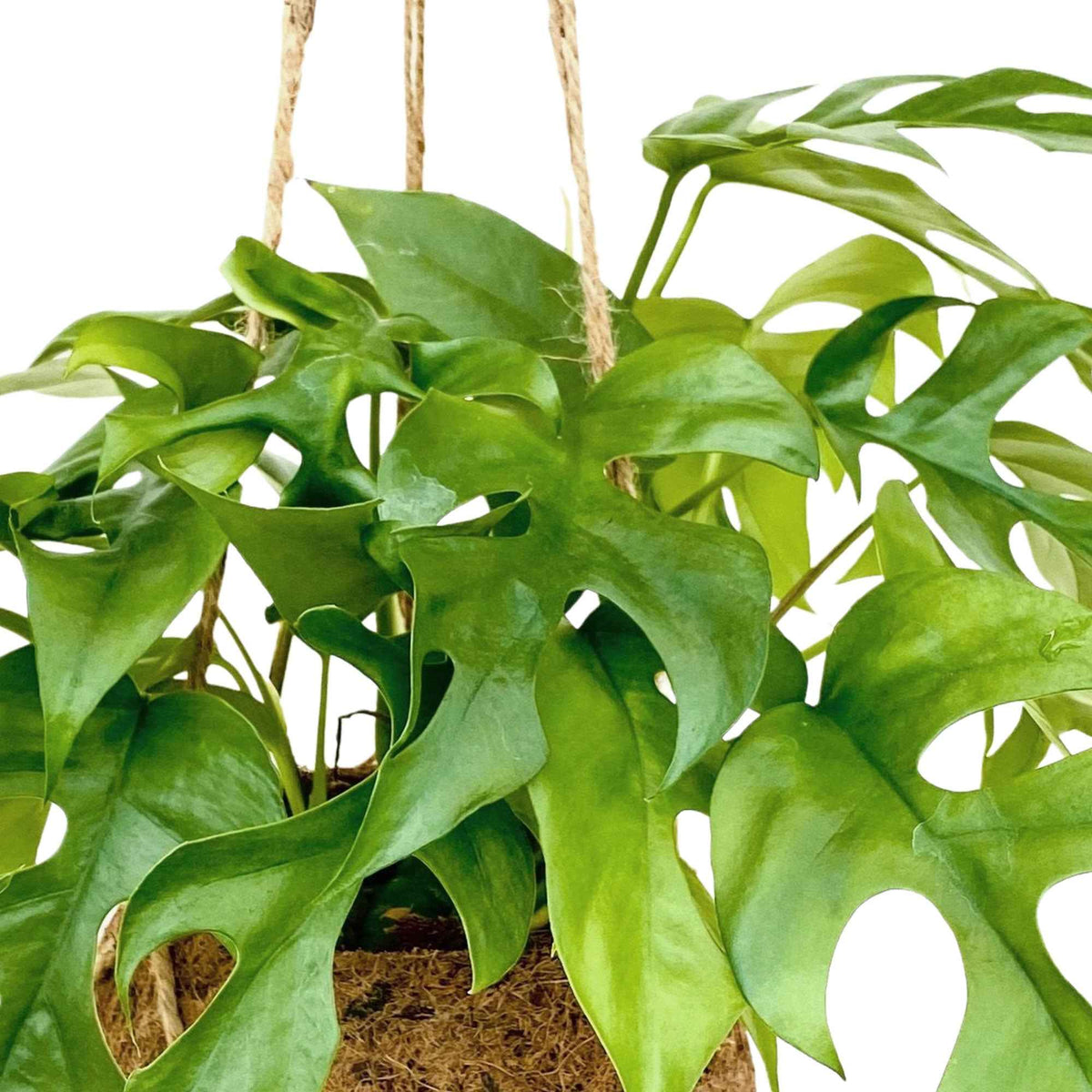 Kokodama Gatenplant Monstera minima incl. kokopot - Monstera minima - Bakker