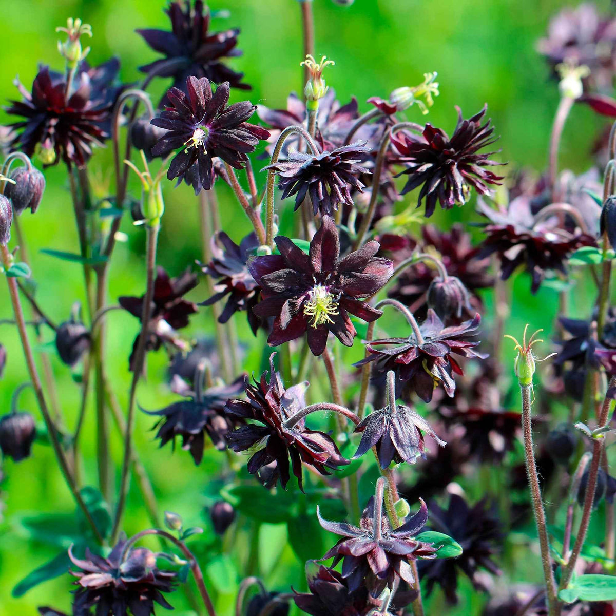 Akelei 'Black Barlow' - Aquilegia vulgaris Black Barlow - Bakker