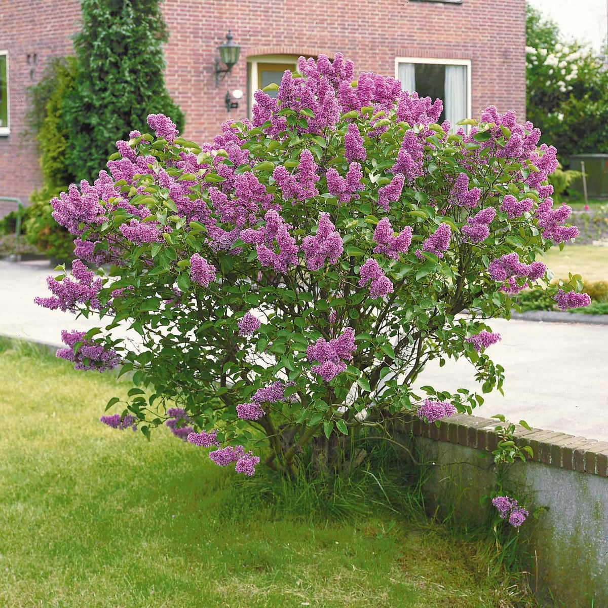 Verkoop Sering - Syringa vulgaris Andenken an Ludwig Späth