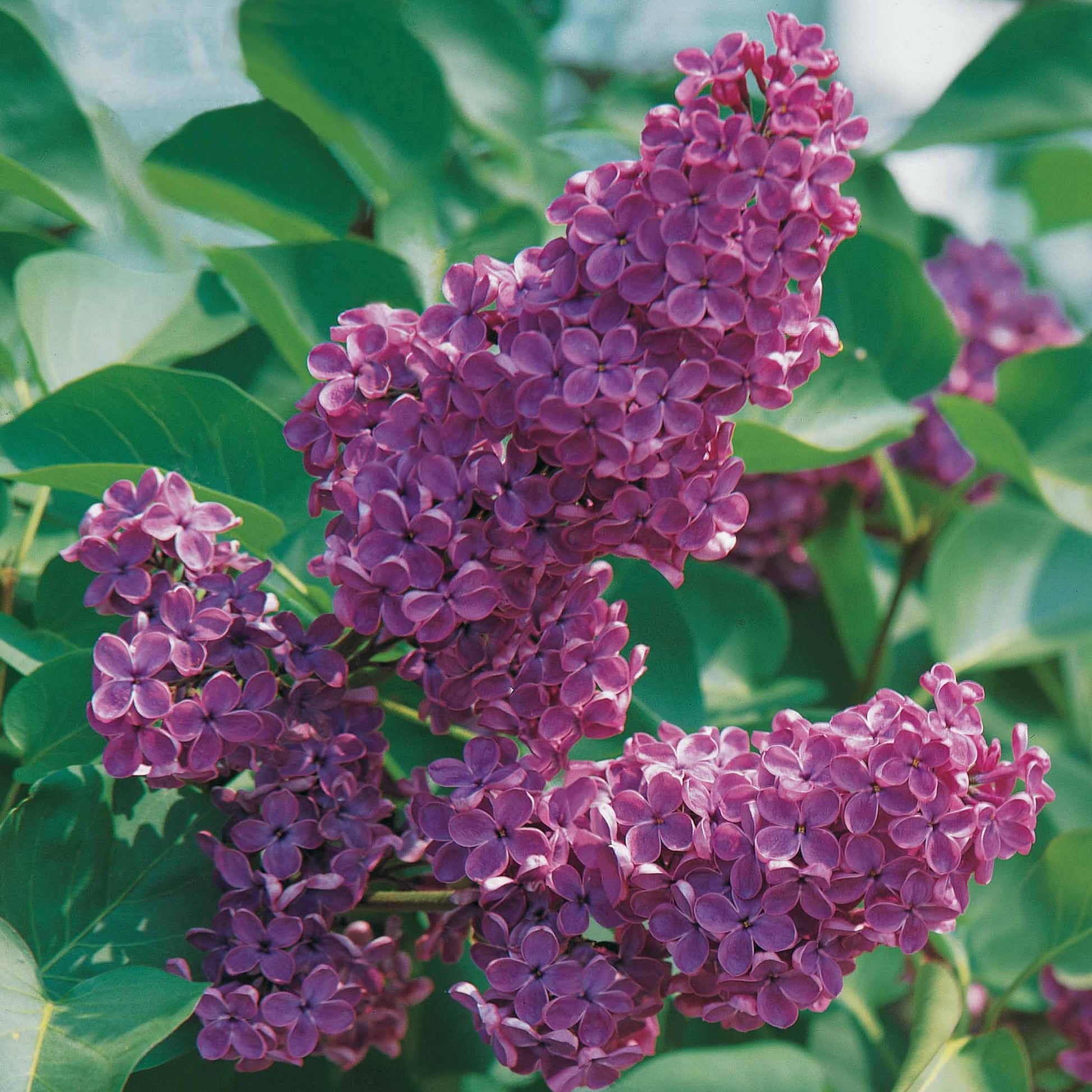 Syringa vulgaris Andenken an Ludwig Späth - Sering - Sering