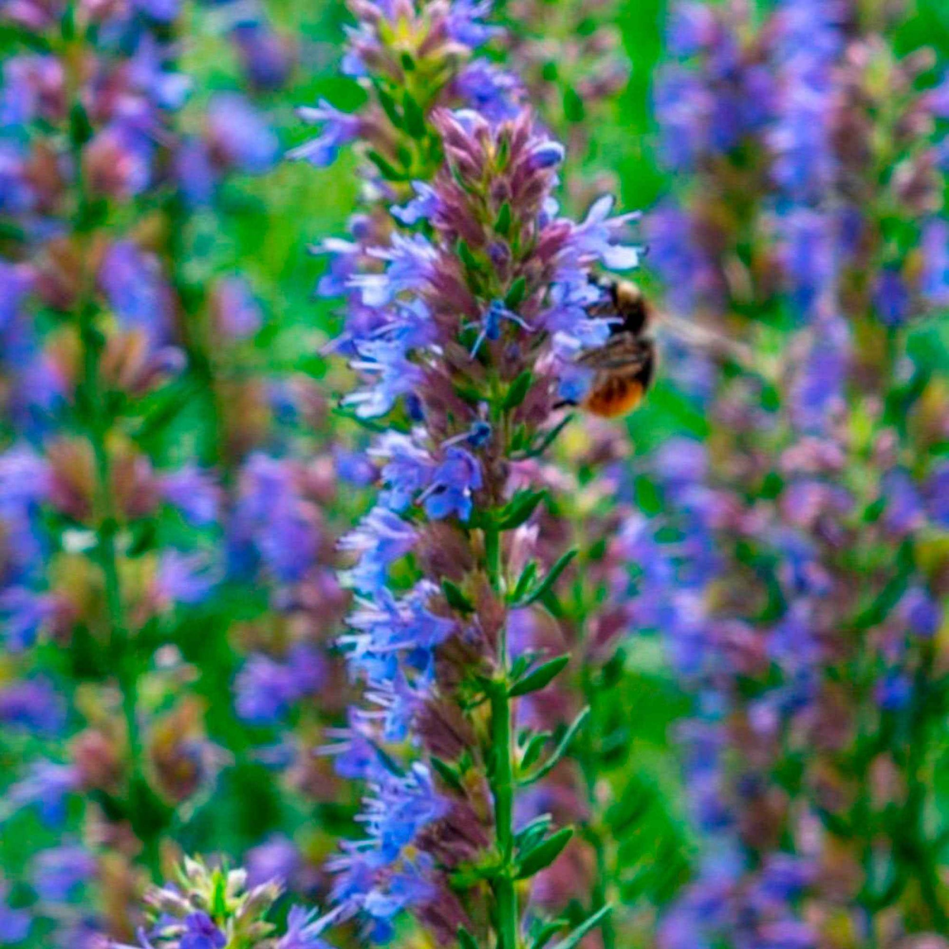 Hyssop - Hyssopus officinalis - Bakker