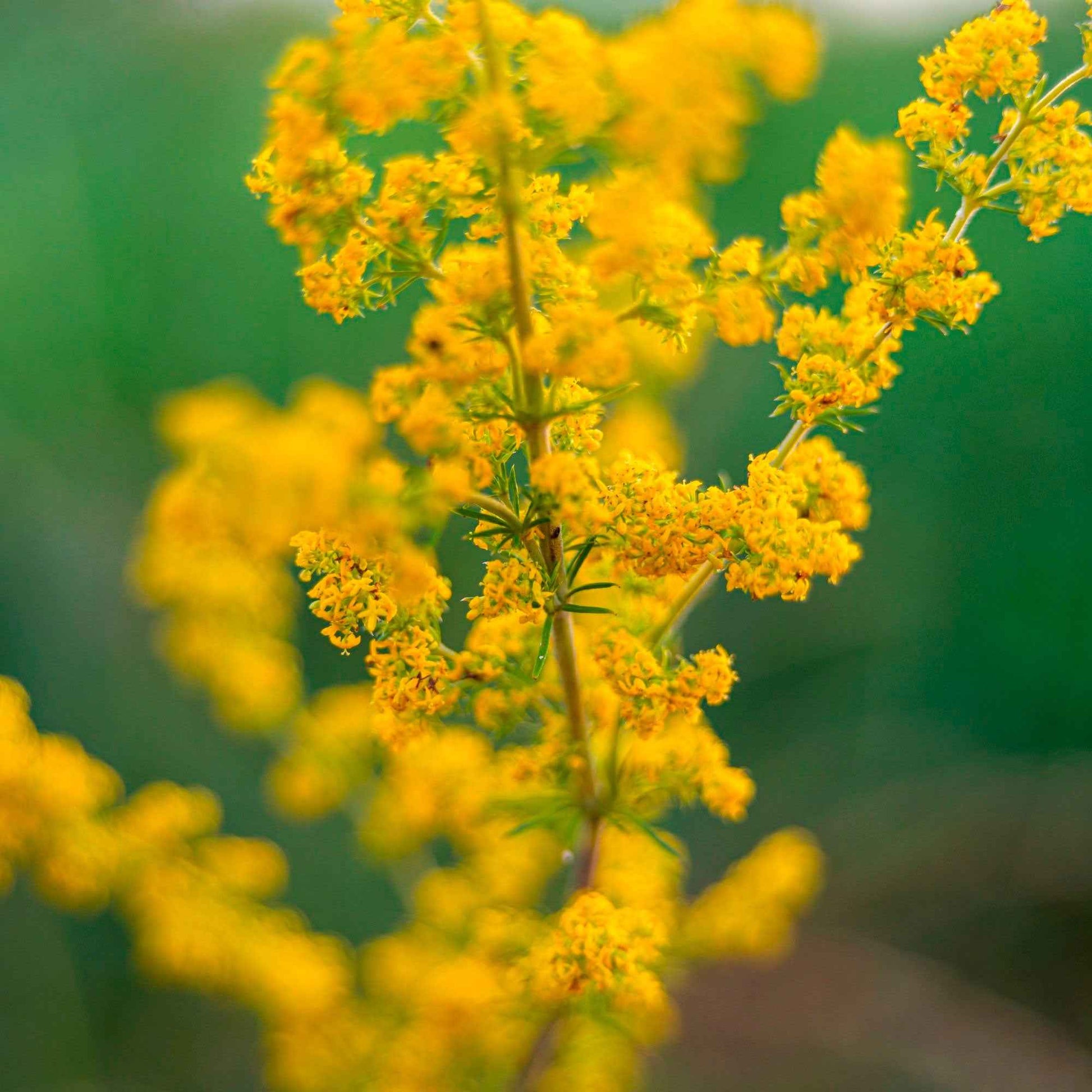 Geel walstro - Galium verum - Bakker